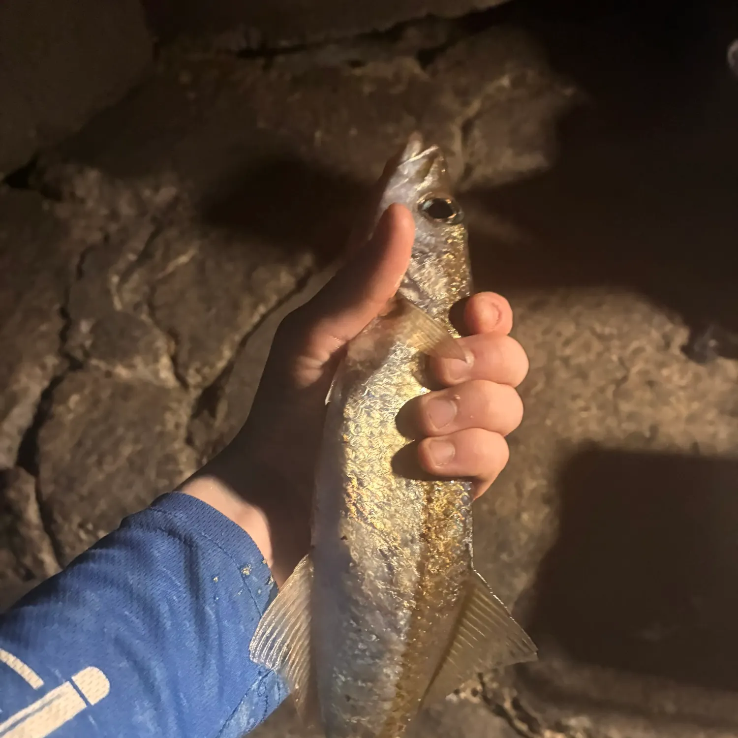 Longfin pike caught on Fishbrain