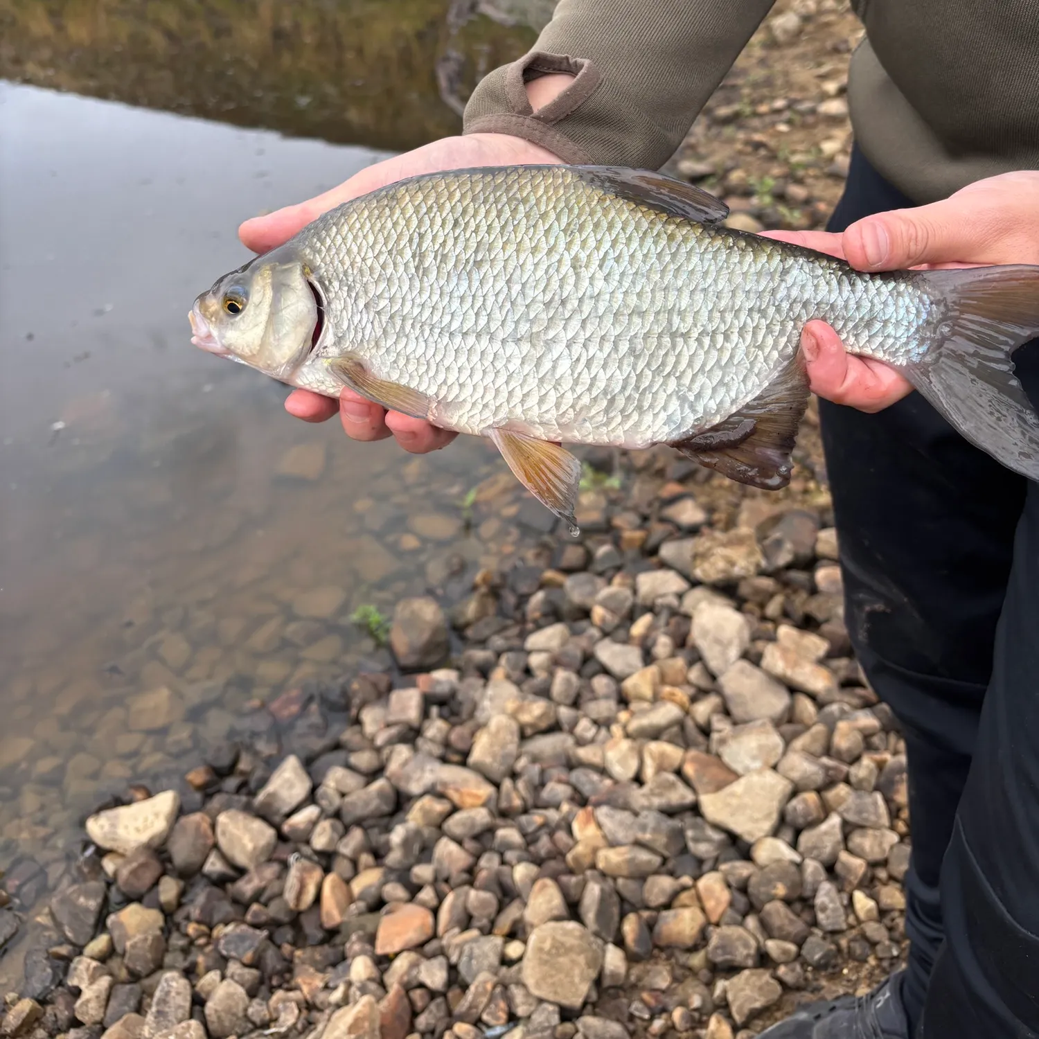 White bream caught on Fishbrain