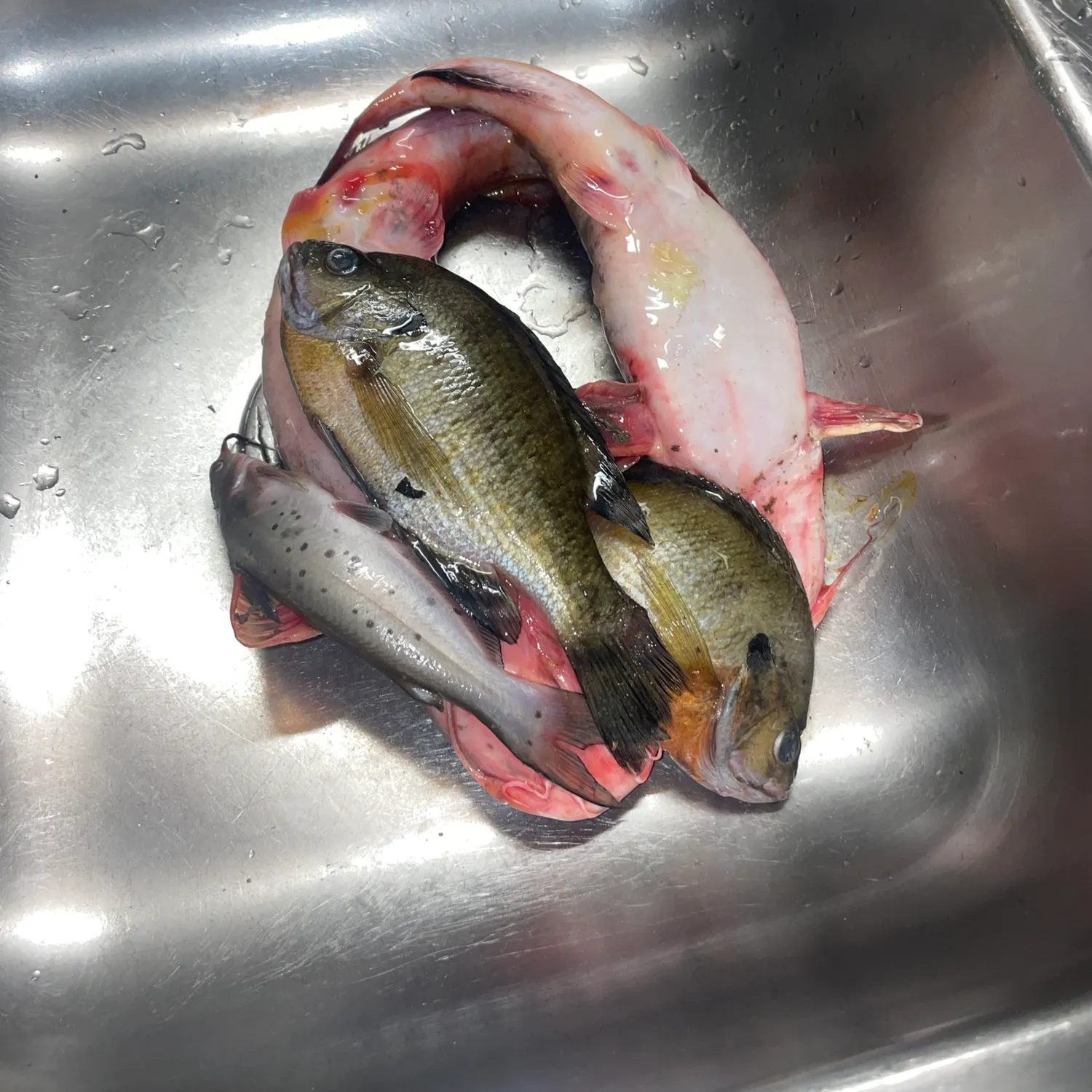 Flathead catfish caught on Fishbrain