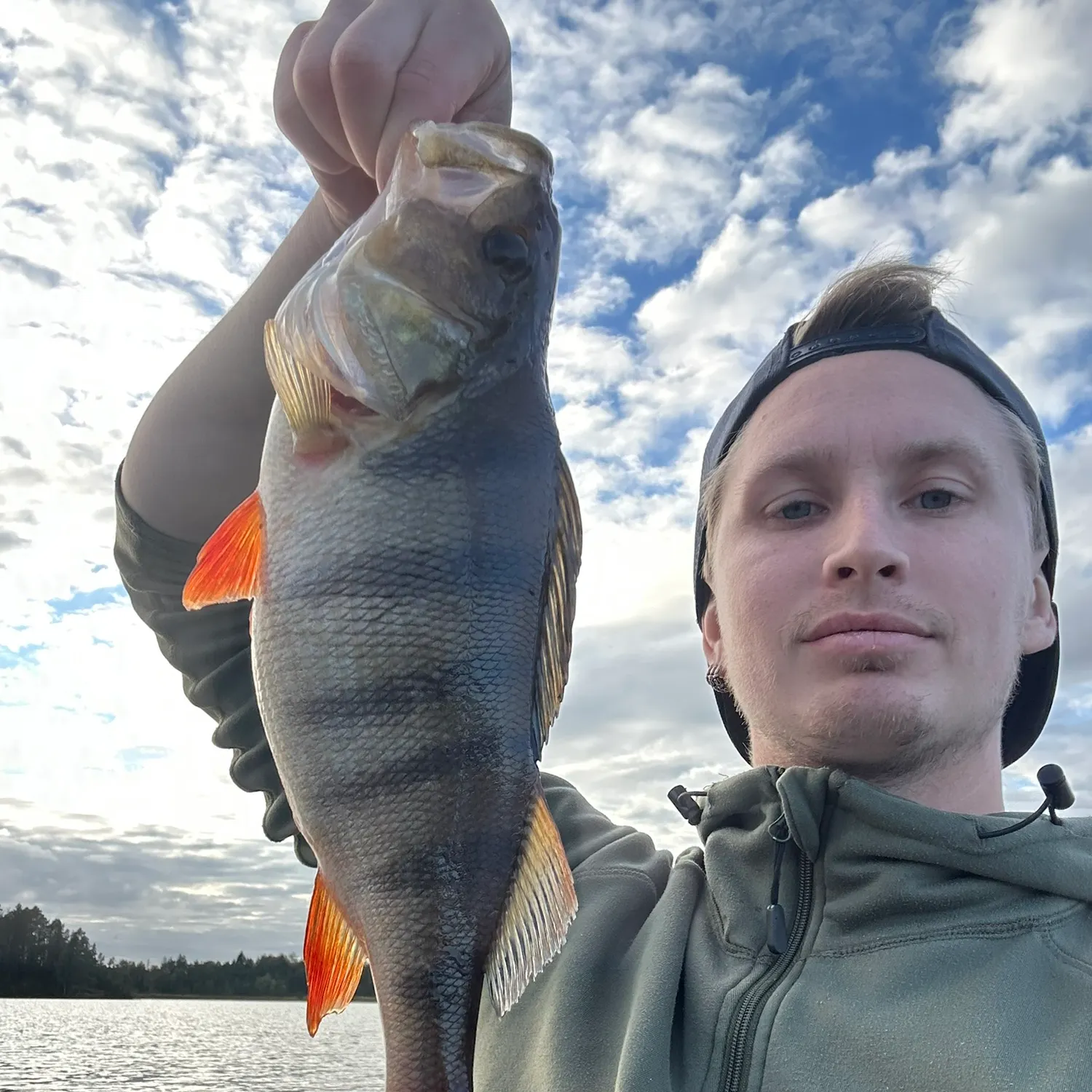 European perch caught on Fishbrain