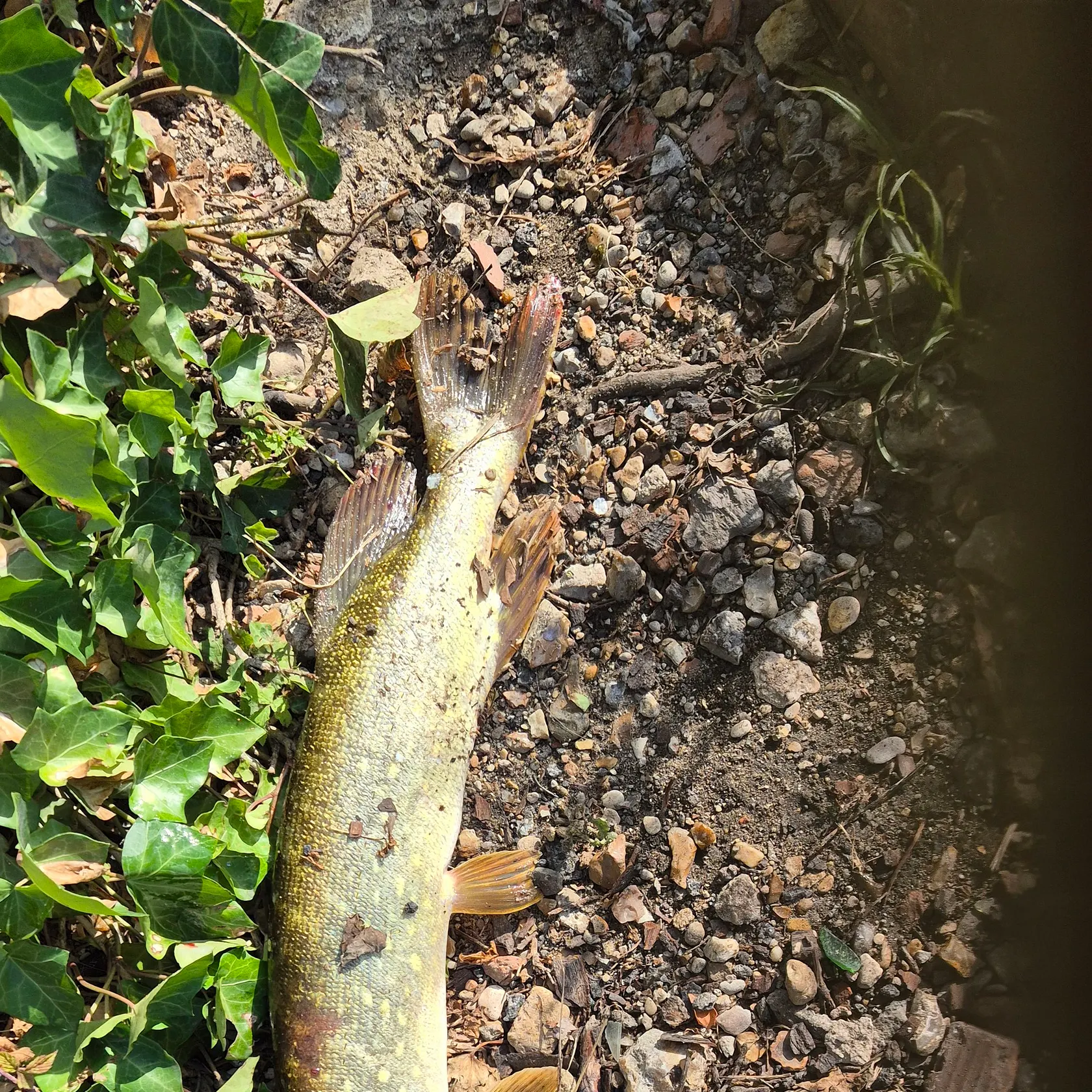 Northern pike caught on Fishbrain