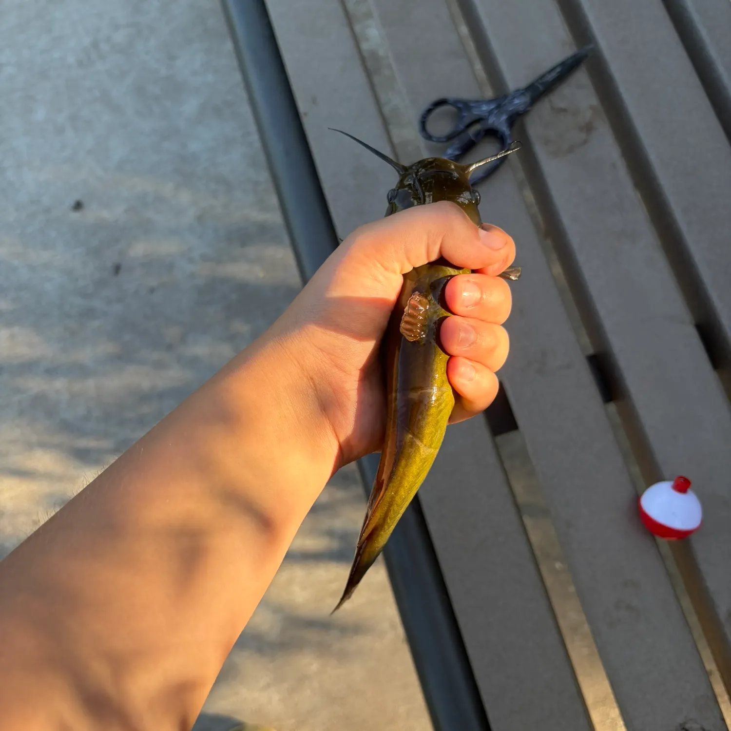 Yellow bullhead caught on Fishbrain