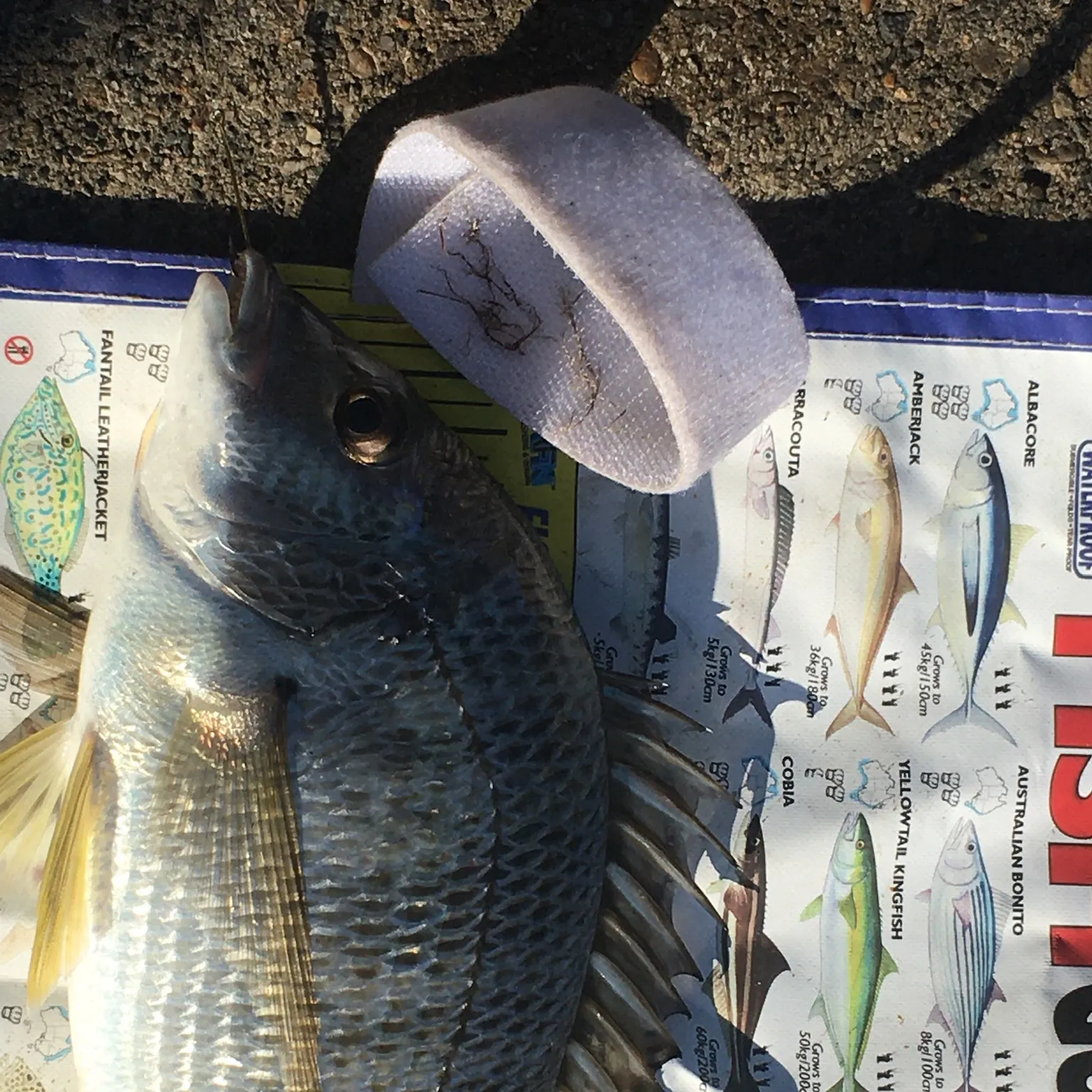 recently logged catches