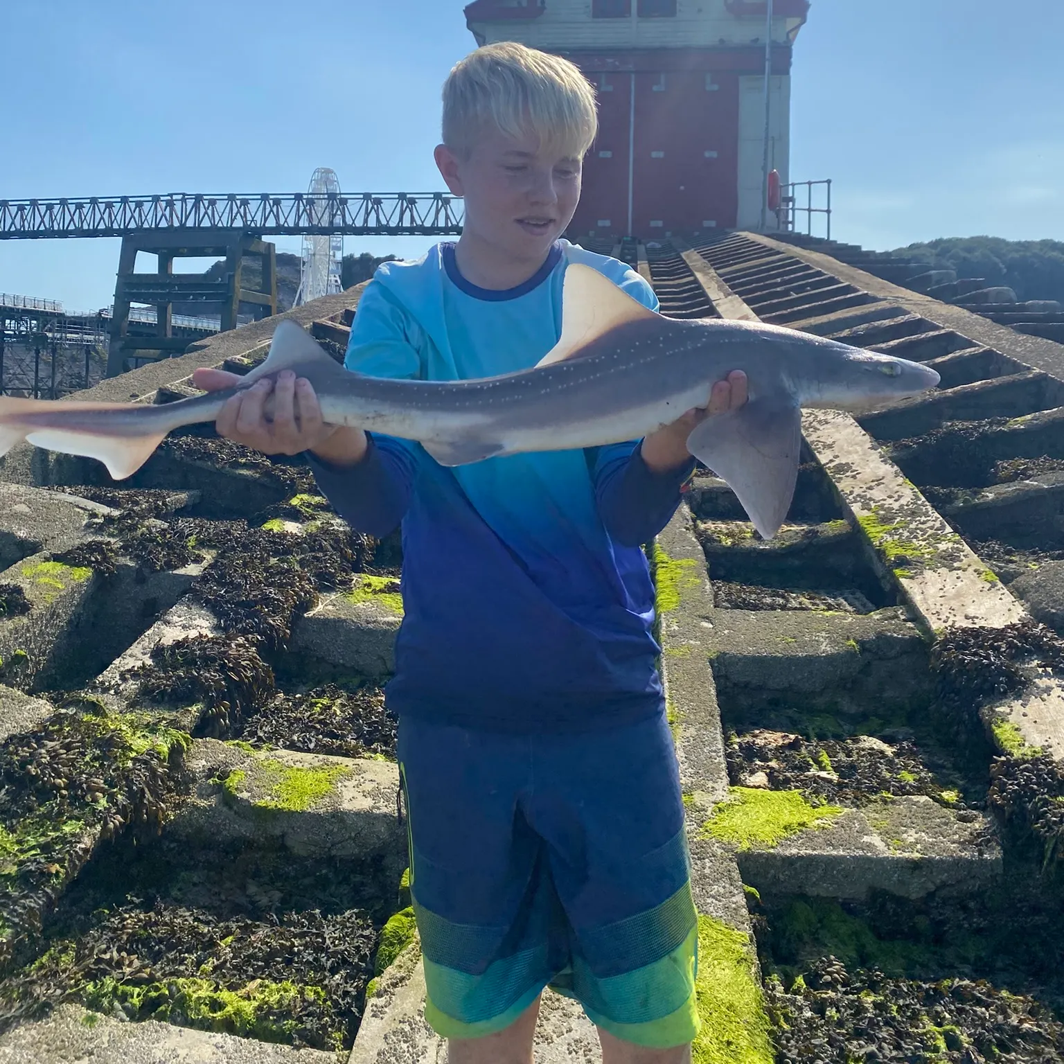 The most recent Starry smooth-hound catches on Fishbrain