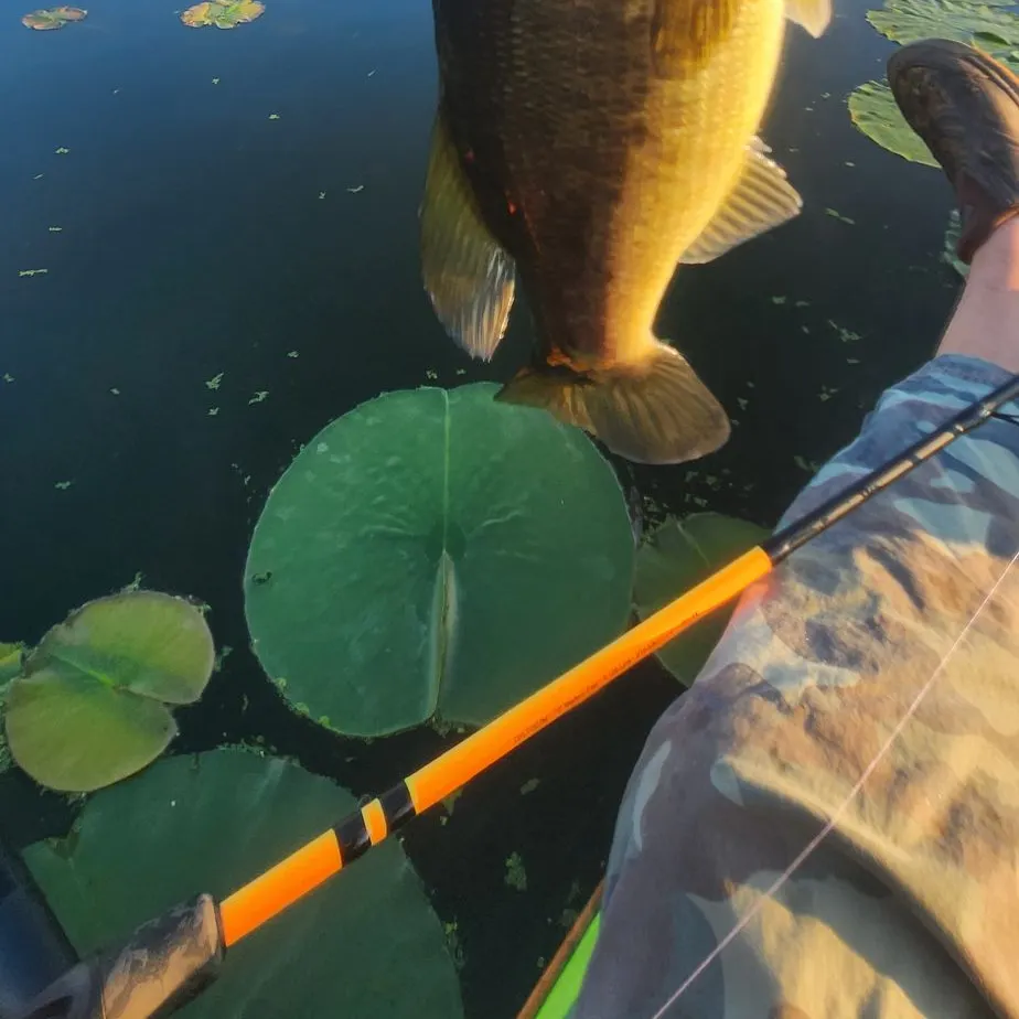 Largemouth bass caught on Fishbrain