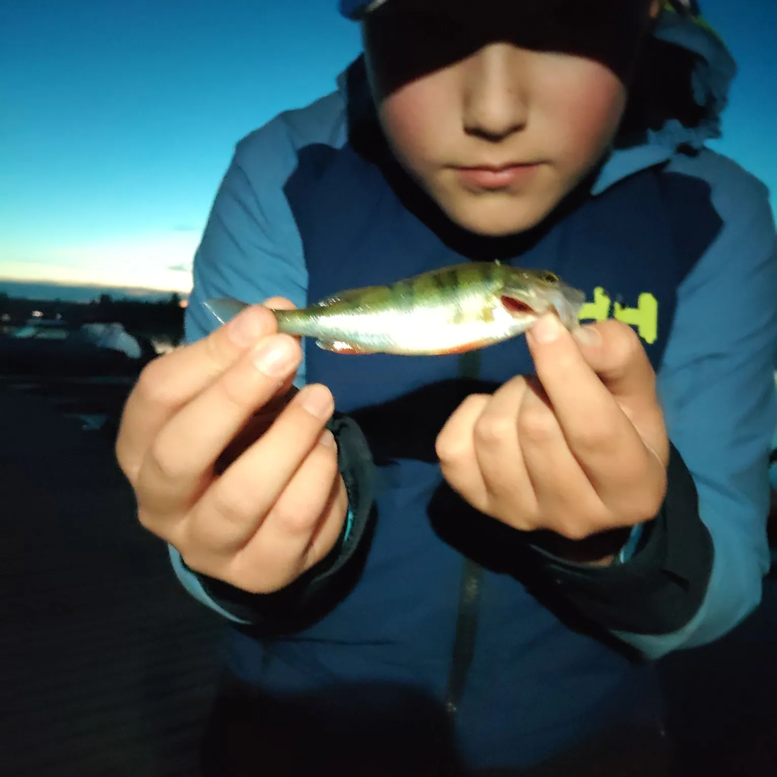 European perch caught on Fishbrain