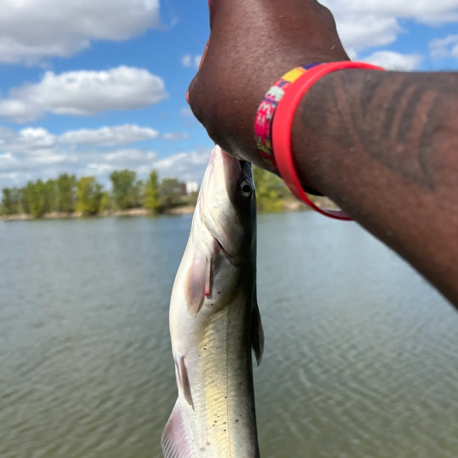 Channel catfish caught on Fishbrain