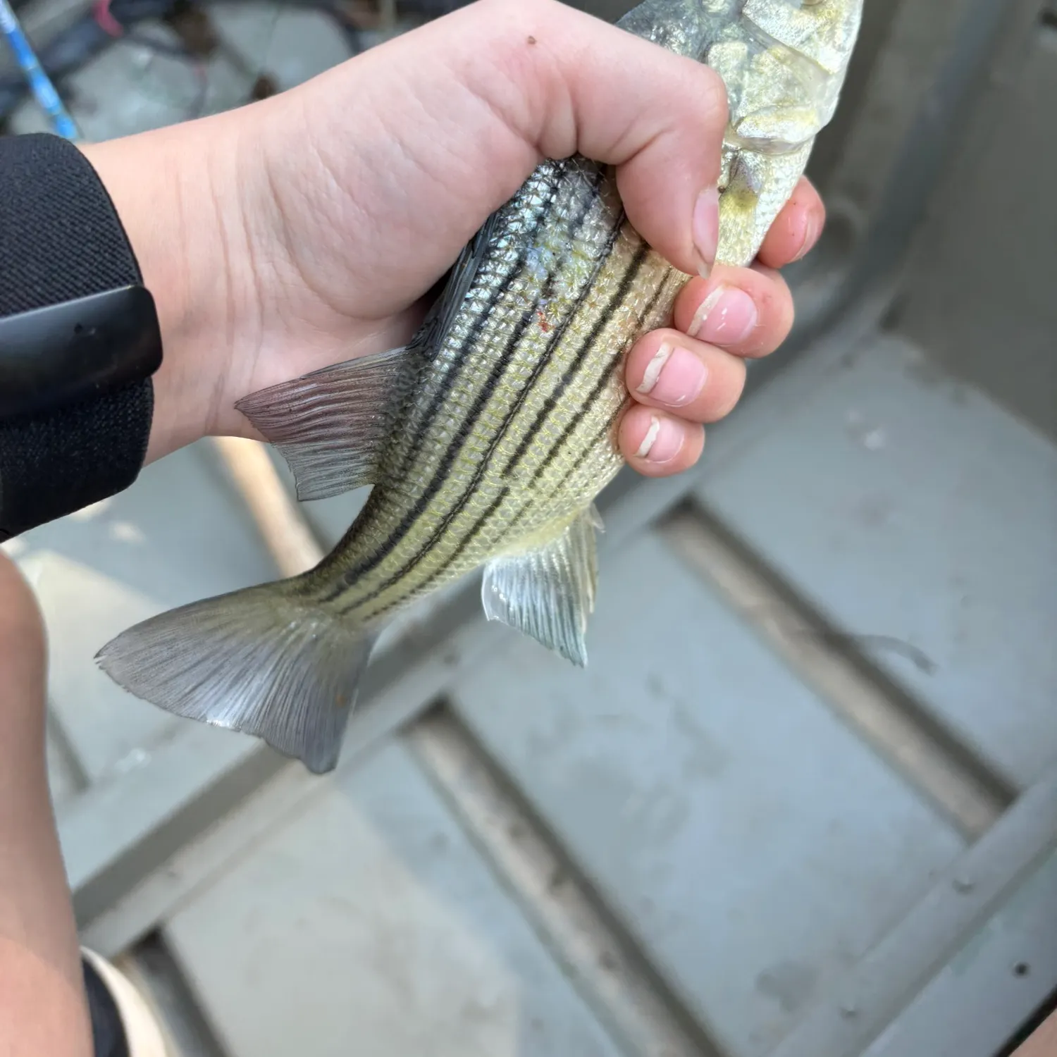 Striped bass caught on Fishbrain