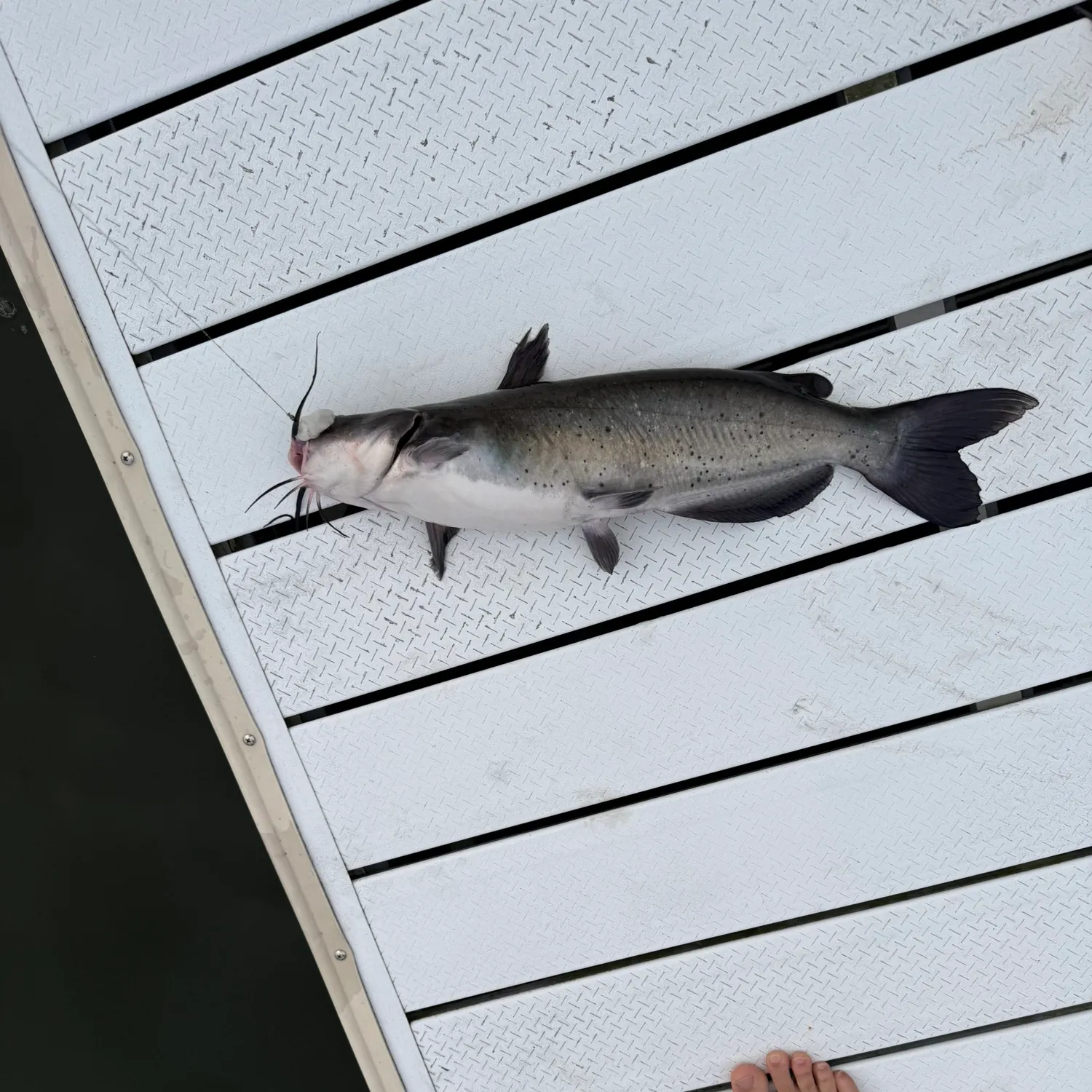 Channel catfish caught on Fishbrain