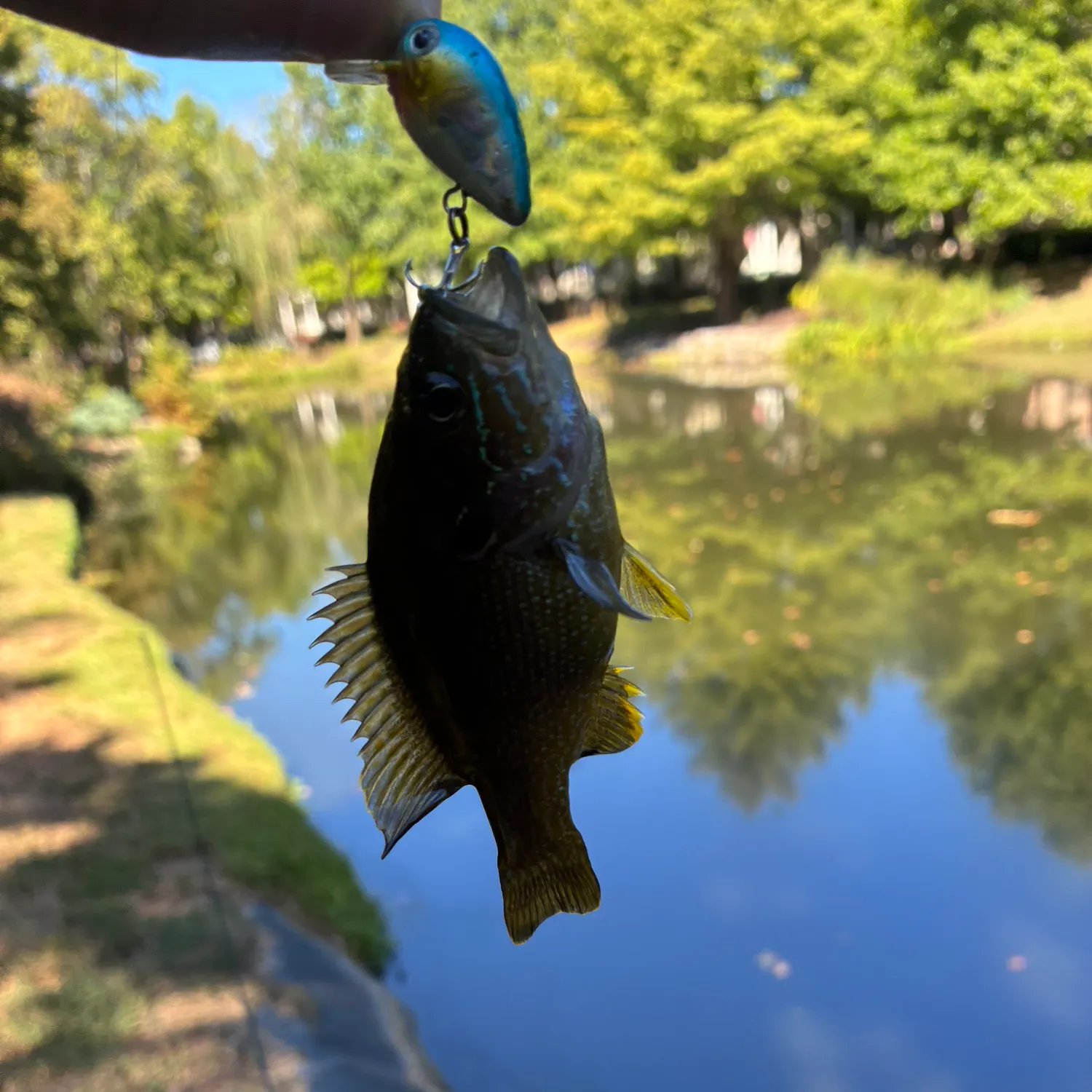 Green sunfish caught on Fishbrain