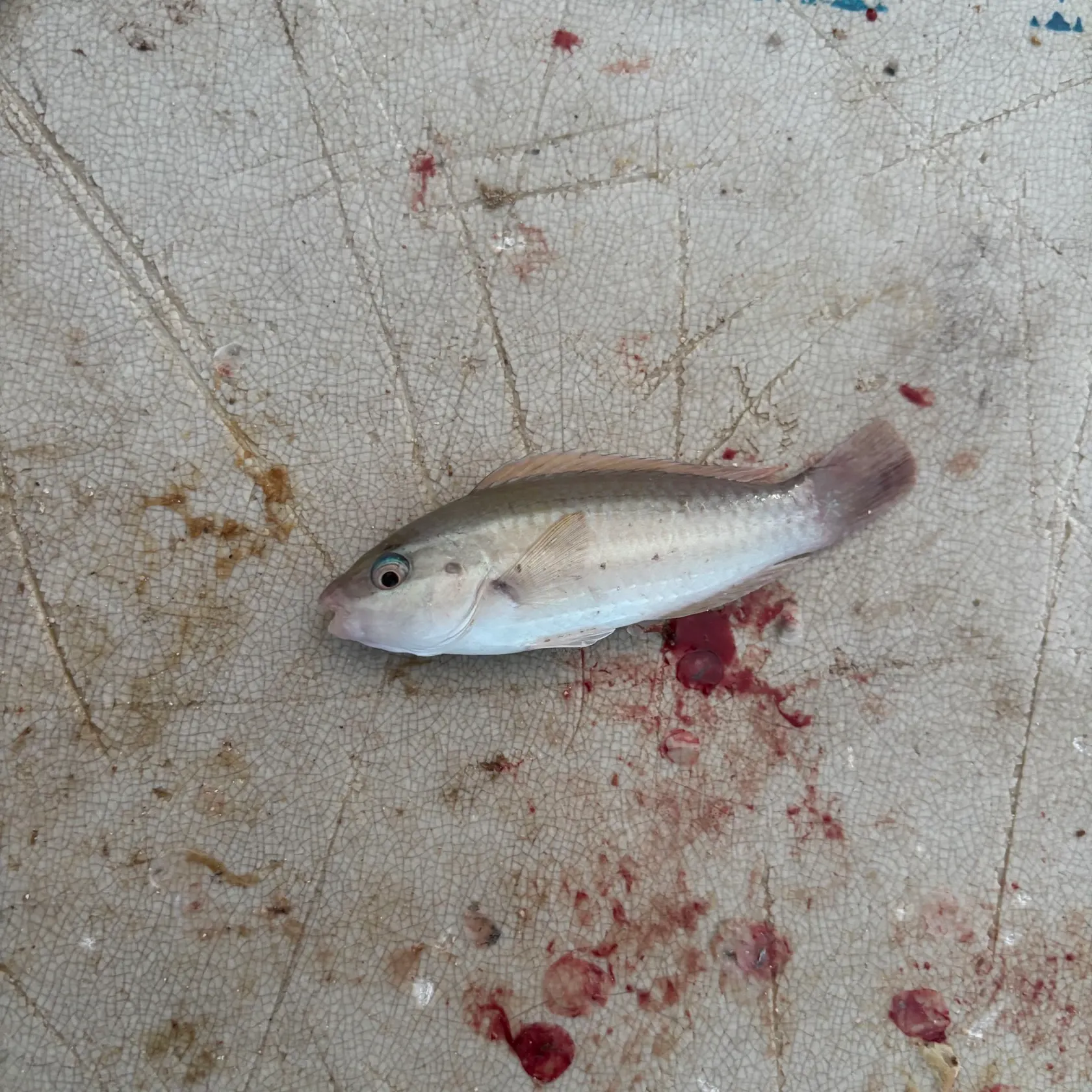 The most recent East Atlantic peacock wrasse catches on Fishbrain