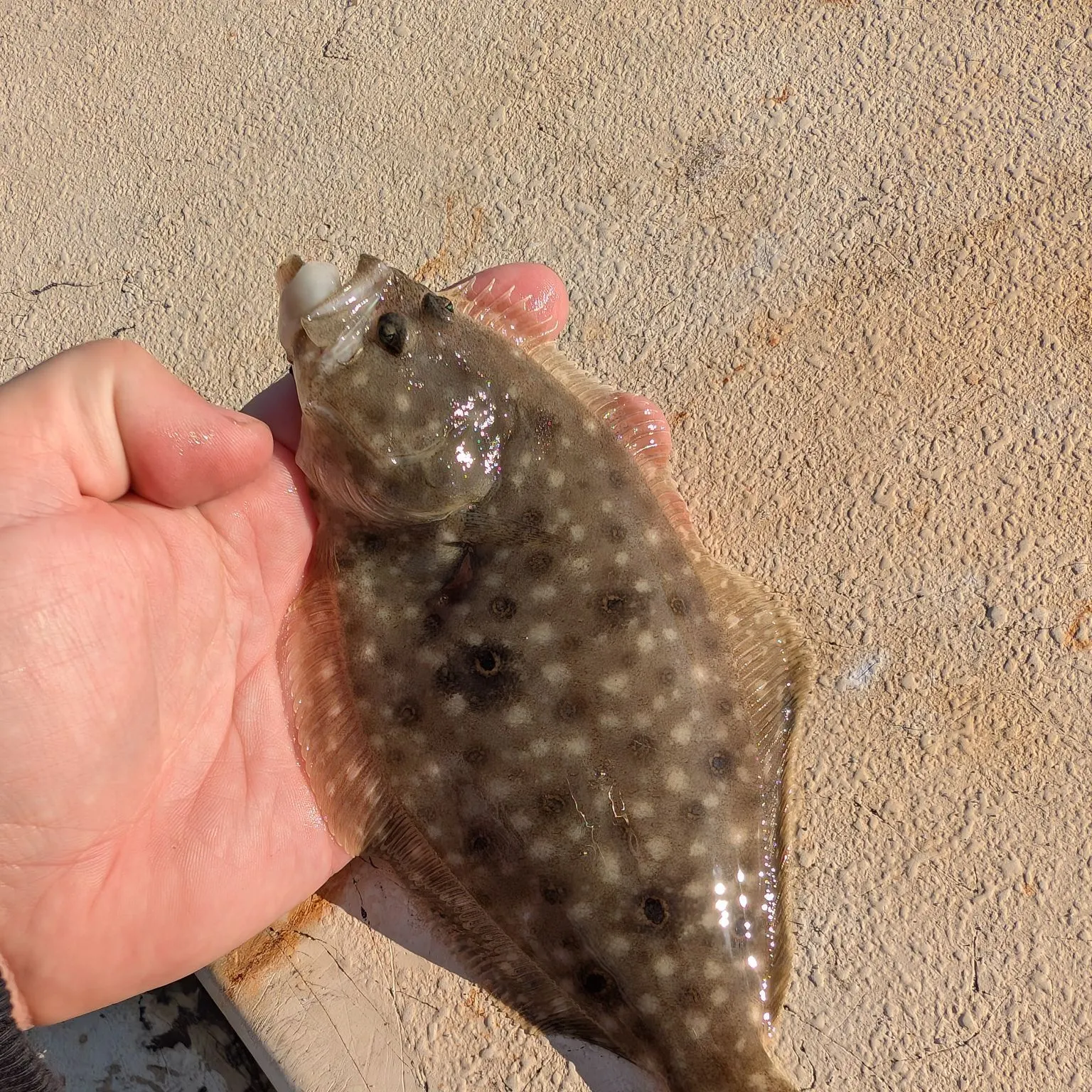 Summer flounder caught on Fishbrain