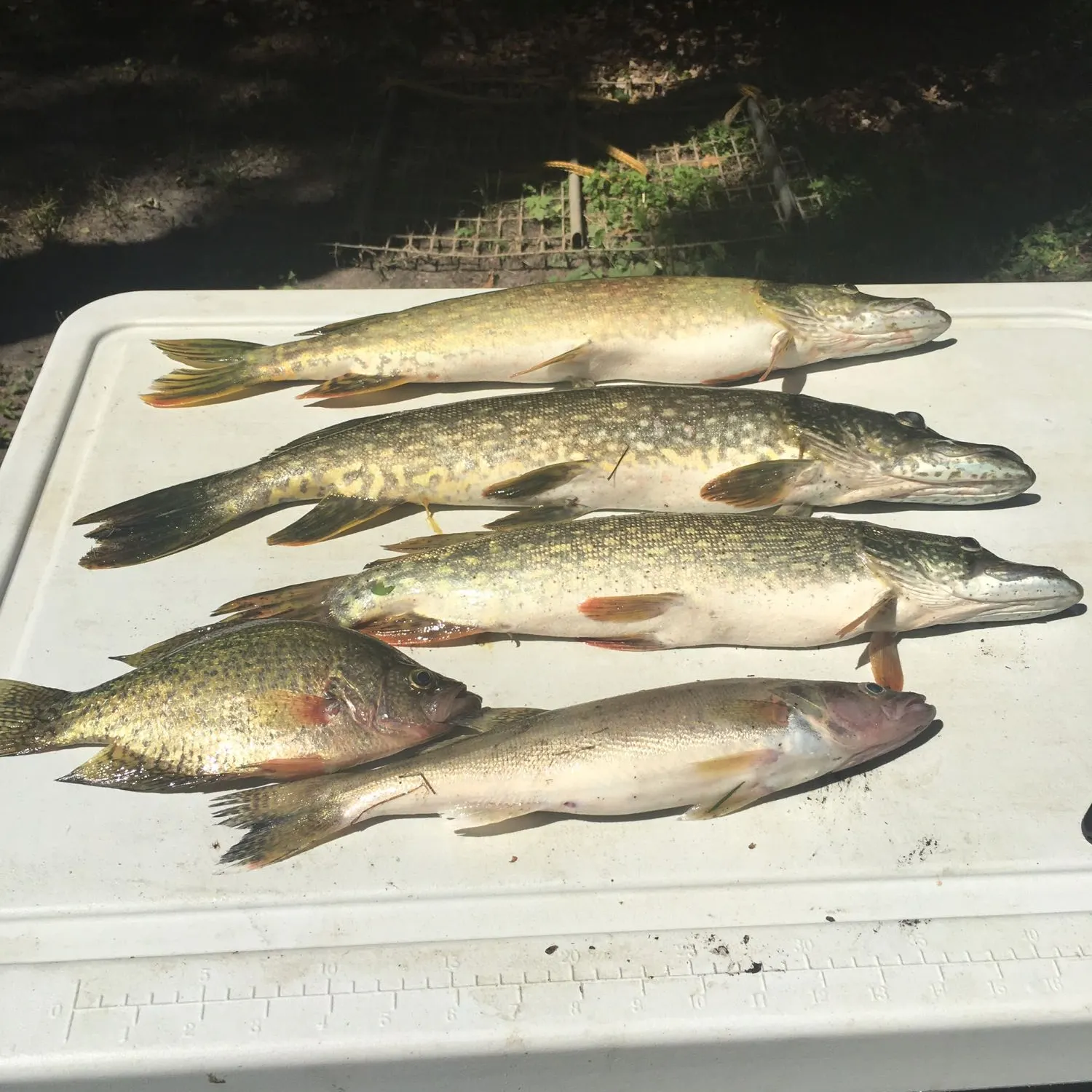 recently logged catches