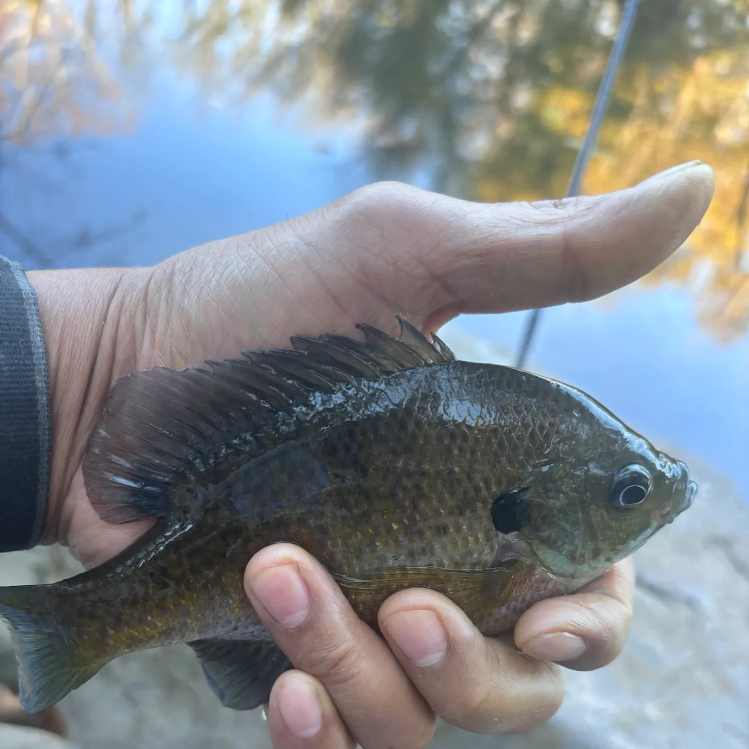 Bluegill caught on Fishbrain