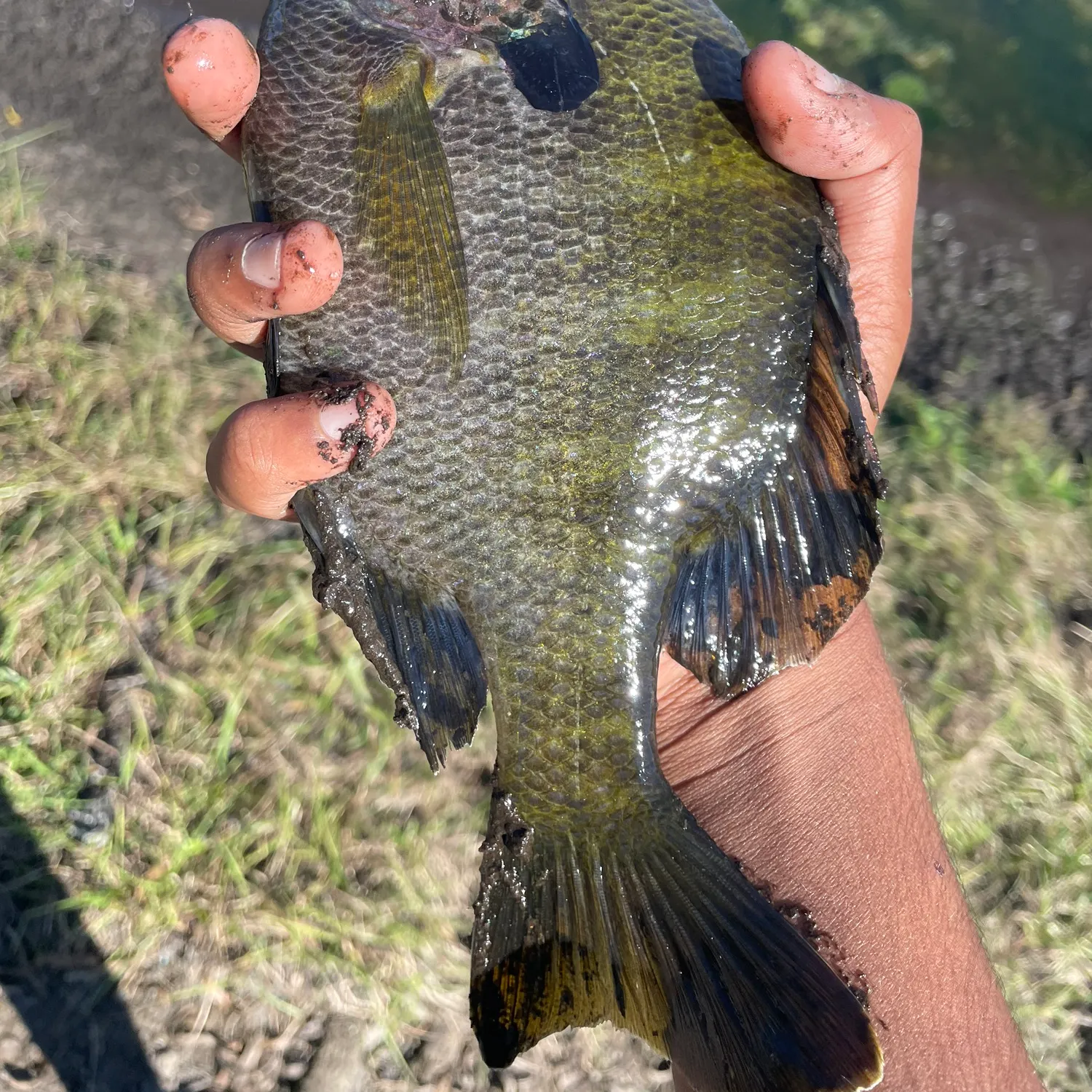 The most recent Coppernose bluegill catches on Fishbrain
