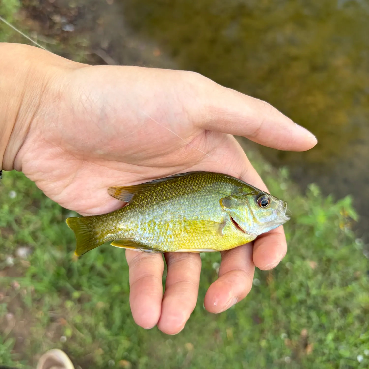 Bluegill caught on Fishbrain