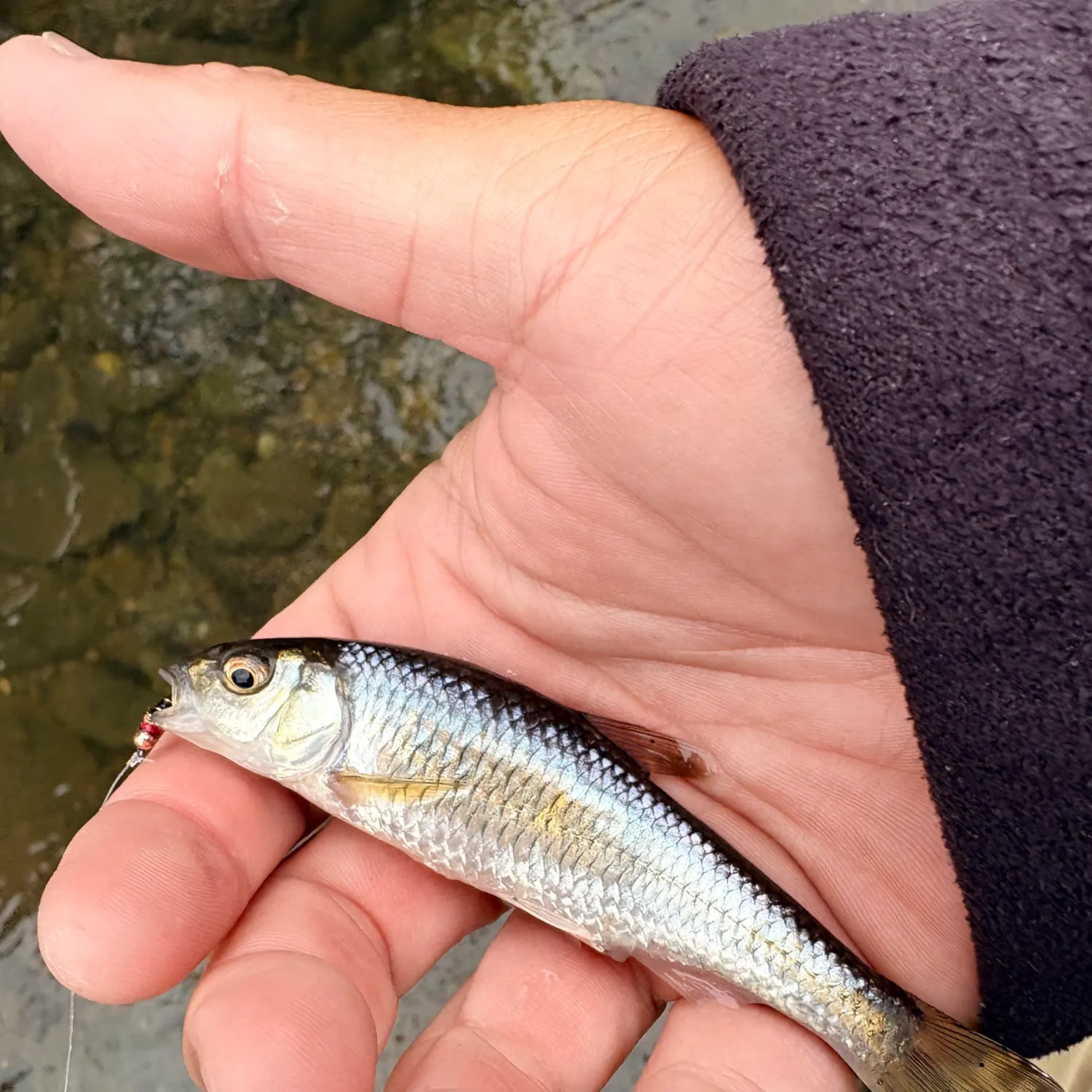 The most recent Warpaint shiner catches on Fishbrain