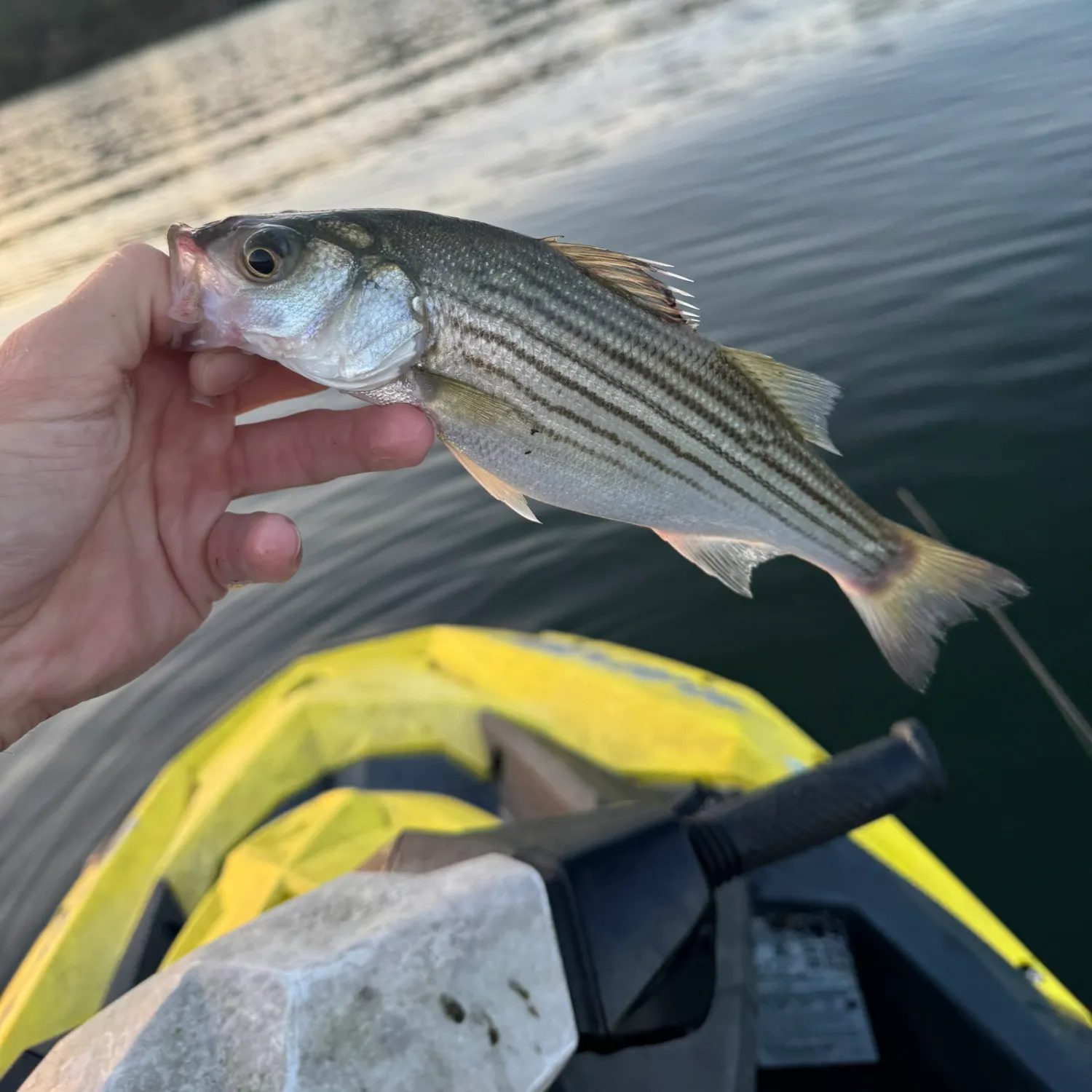 Striped bass caught on Fishbrain