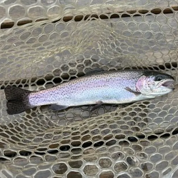 Rainbow trout caught on Fishbrain