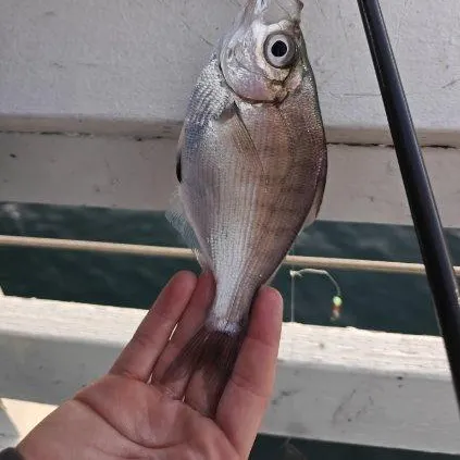Walleye surfperch caught on Fishbrain