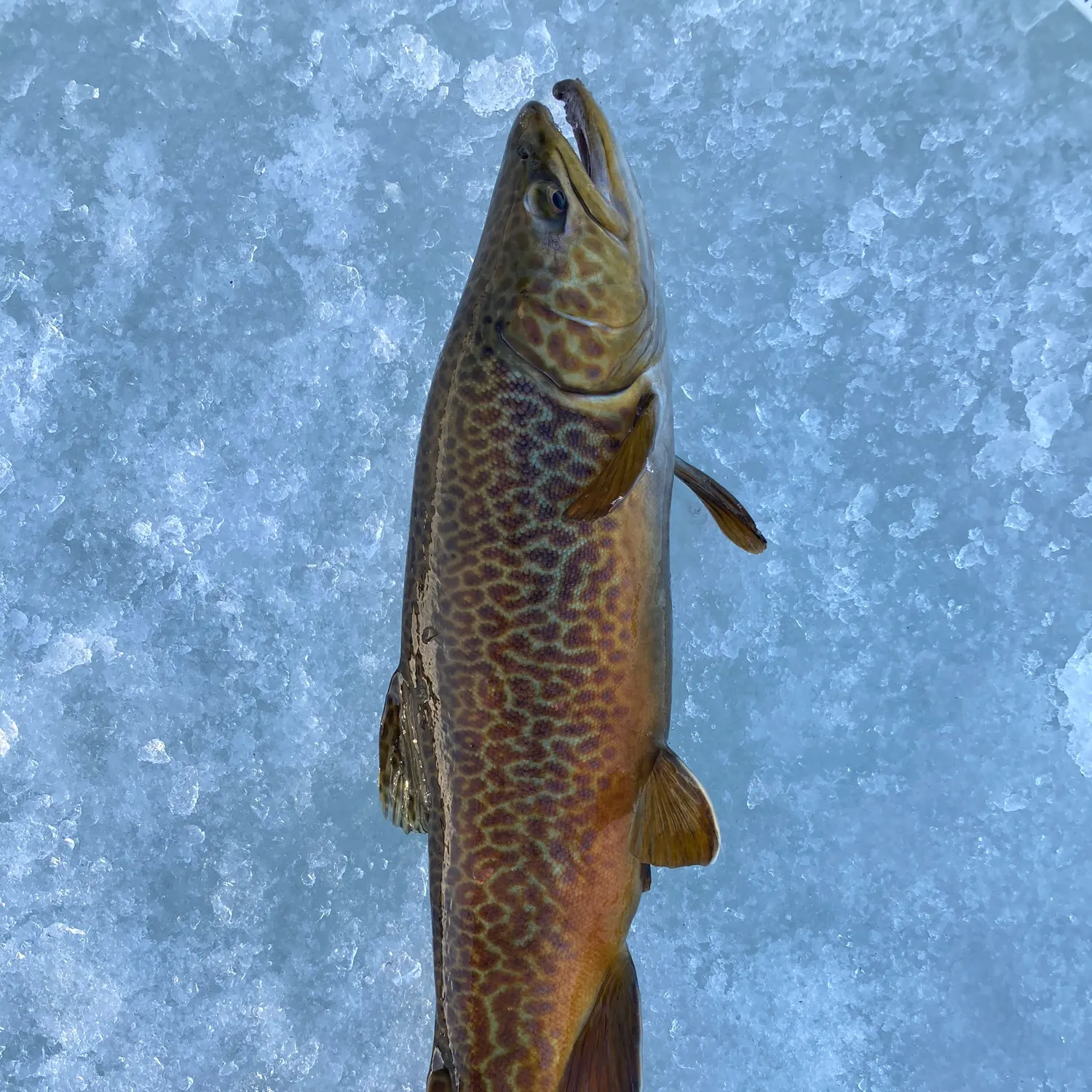 The most recent Tiger trout catches on Fishbrain