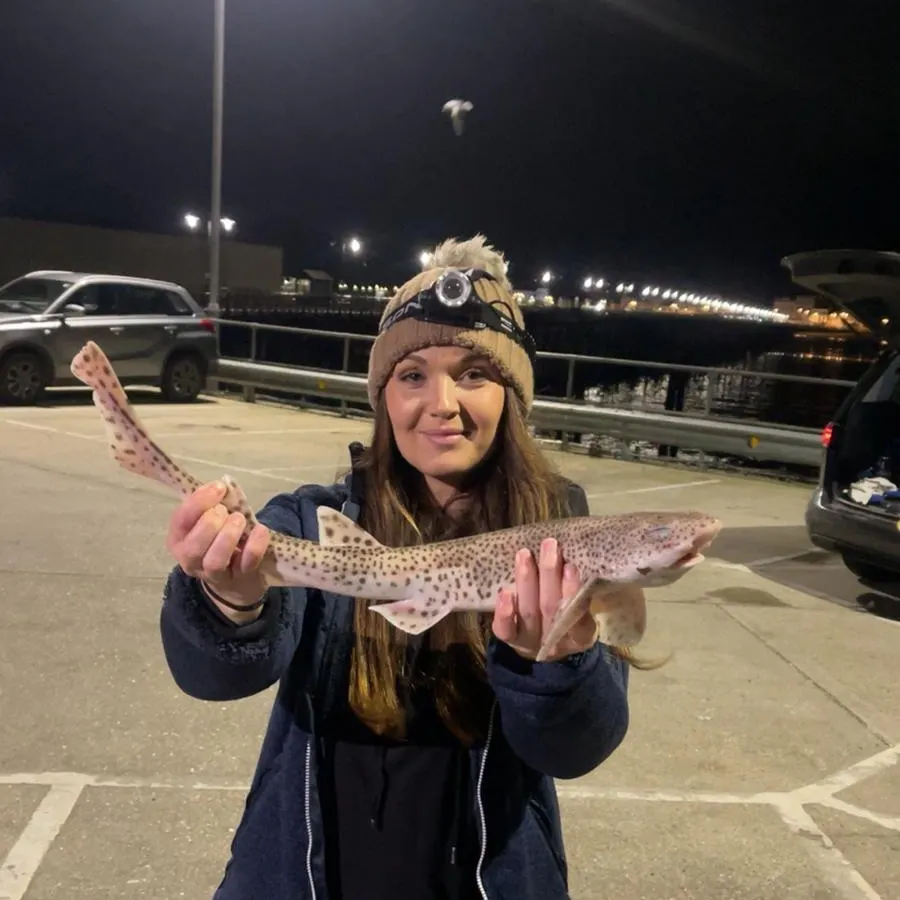 The most recent Lesser spotted dogfish catches on Fishbrain