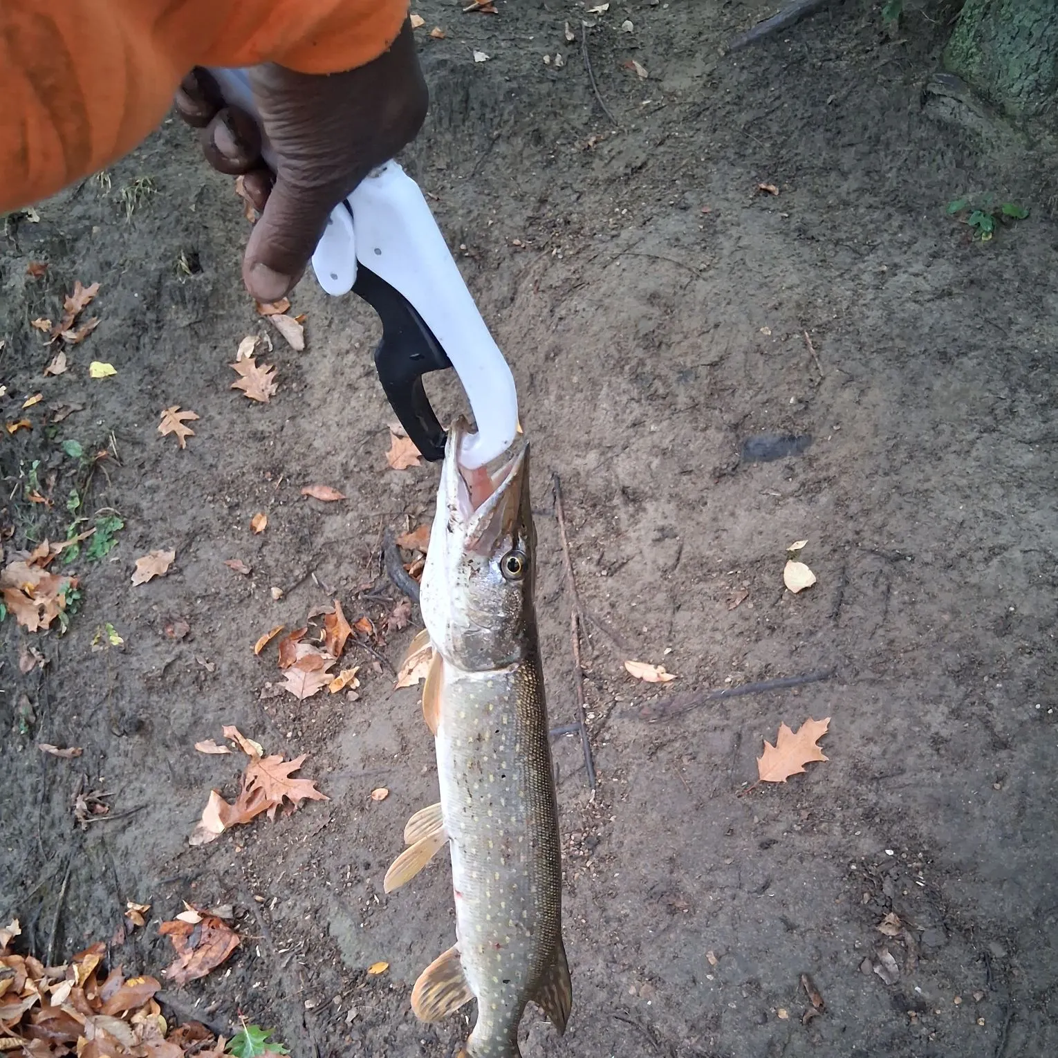 Northern pike caught on Fishbrain