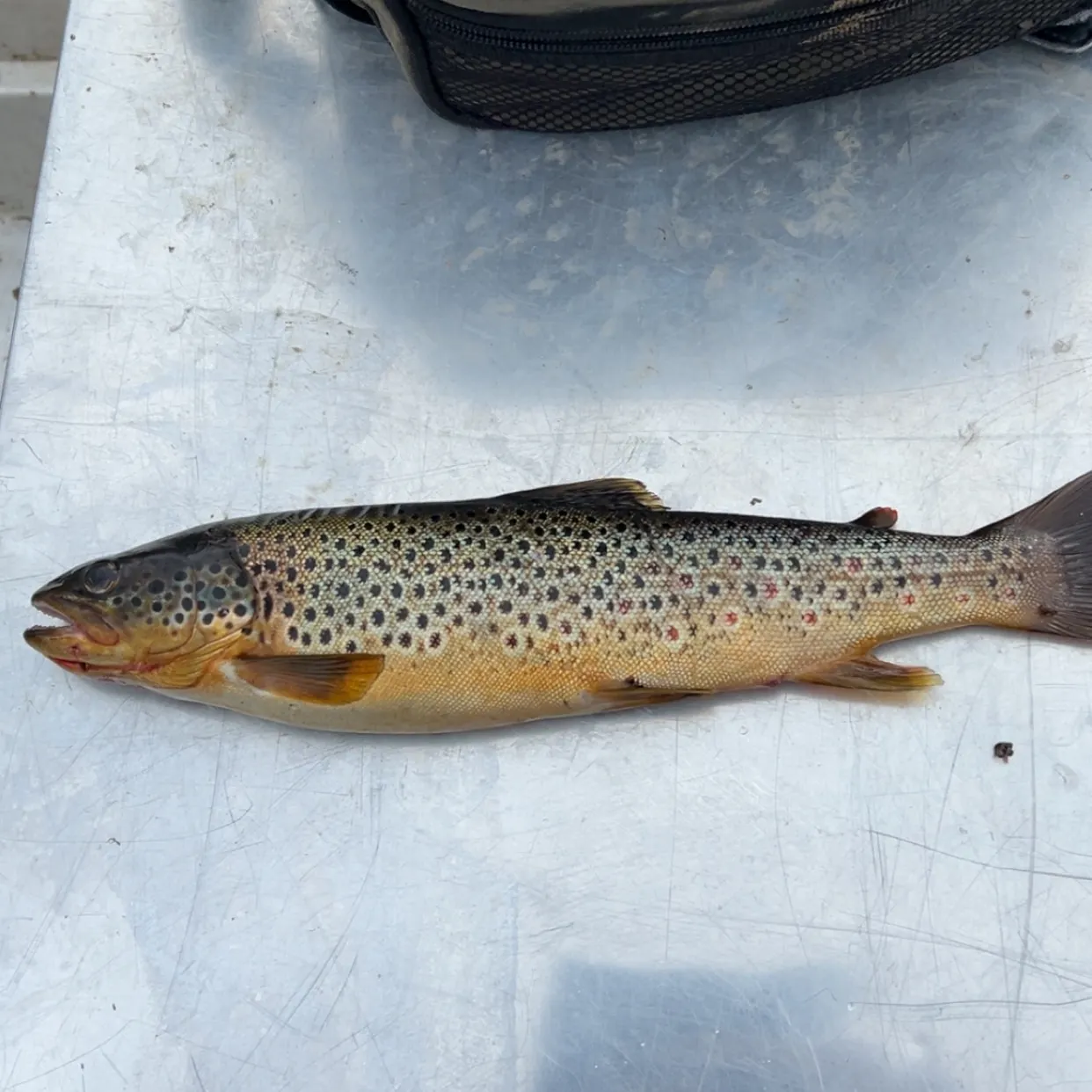 Brown trout caught on Fishbrain