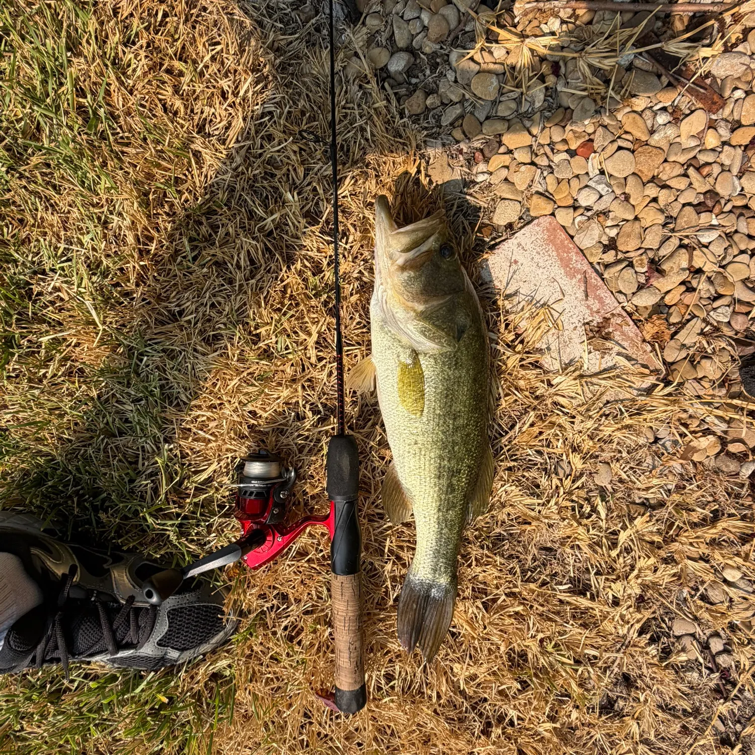 Largemouth bass caught on Fishbrain
