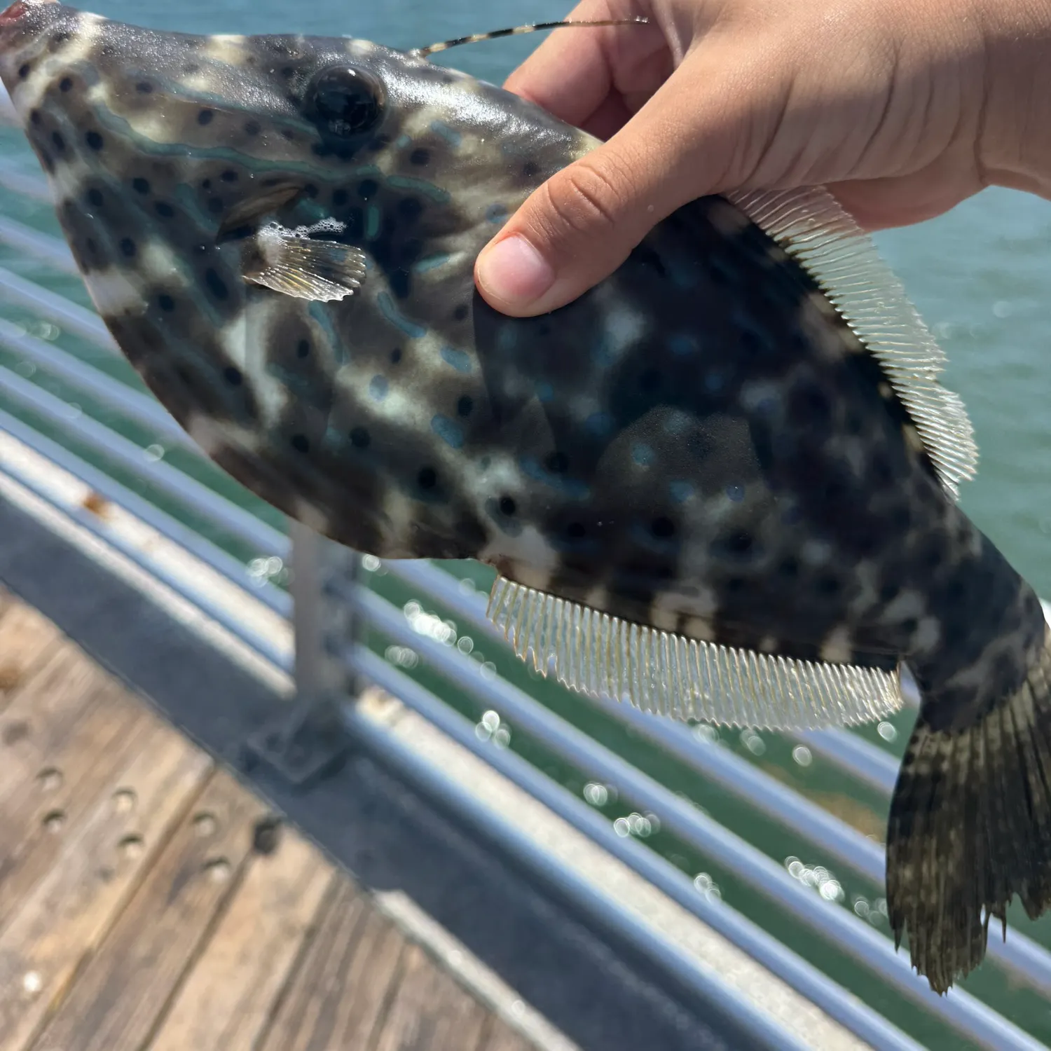 The most recent Scrawled filefish catches on Fishbrain