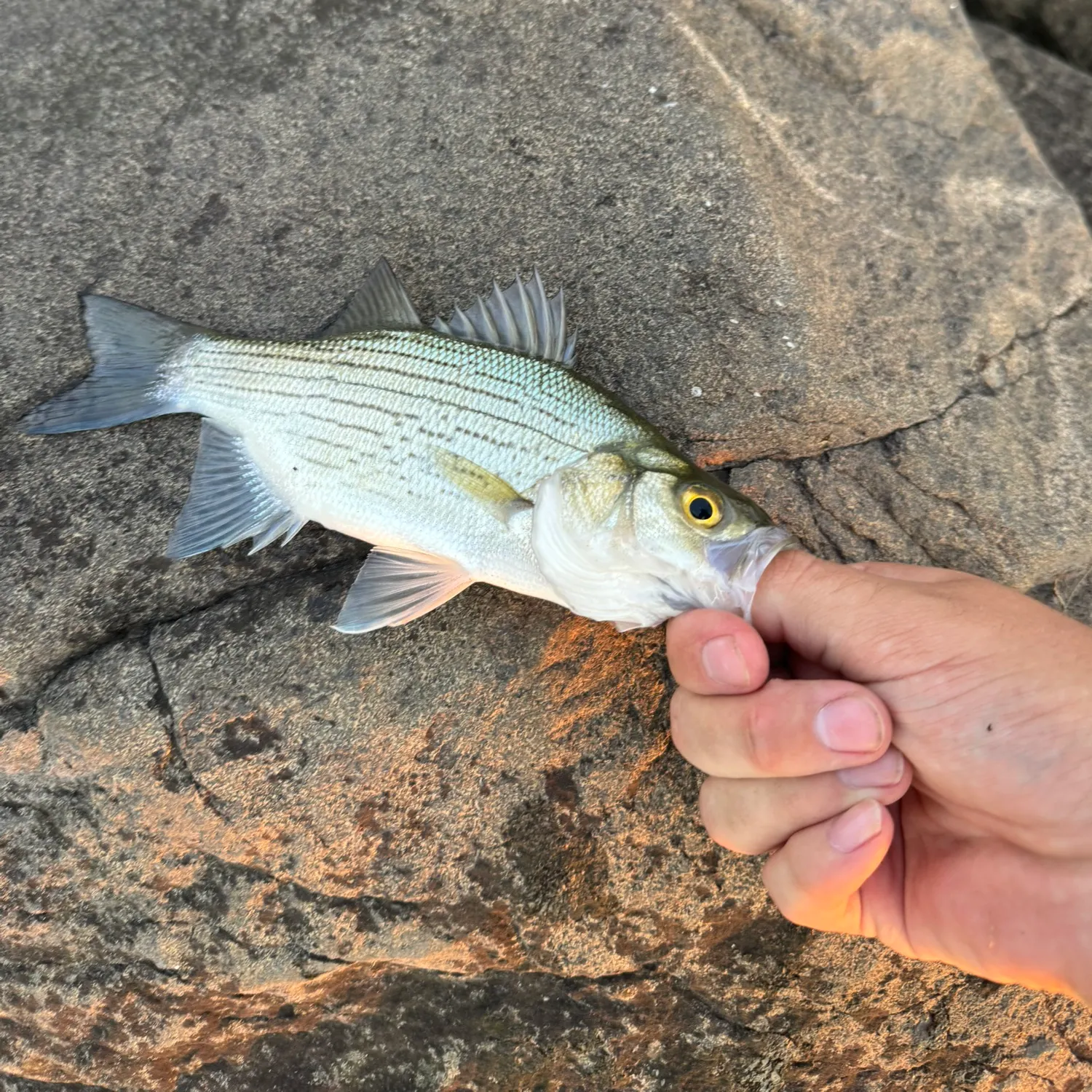 White bass caught on Fishbrain