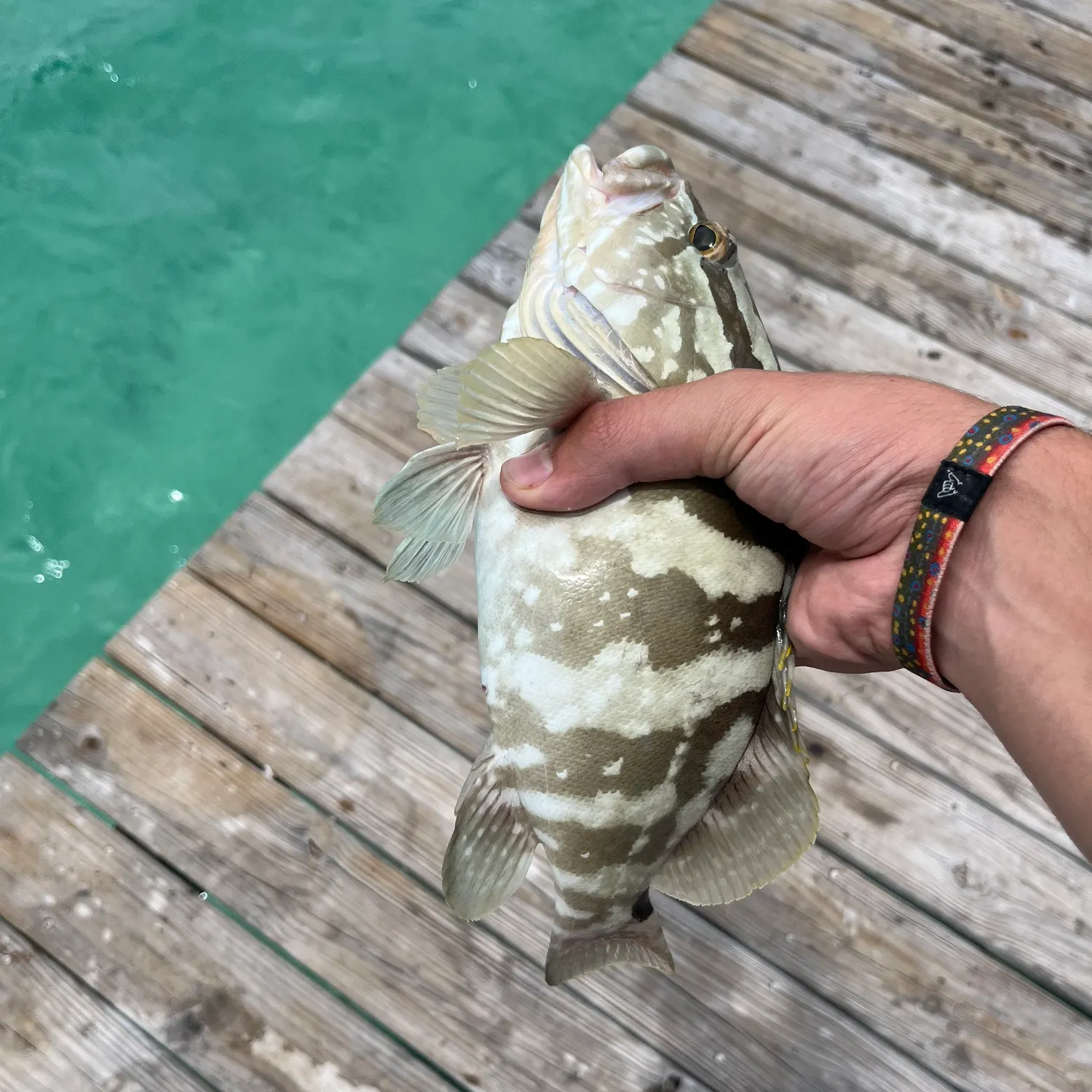 The most recent Nassau grouper catches on Fishbrain