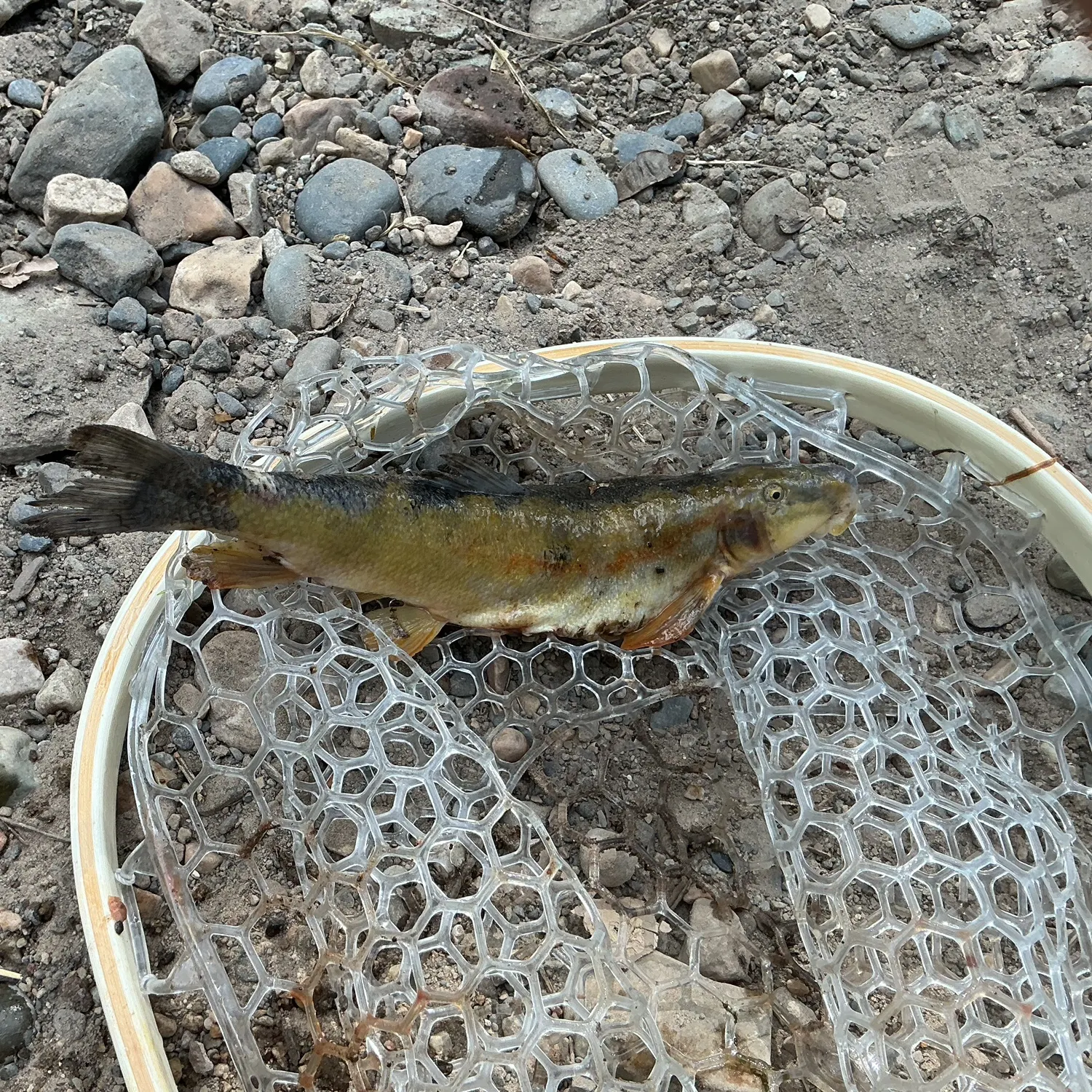 The most recent Mountain sucker catches on Fishbrain
