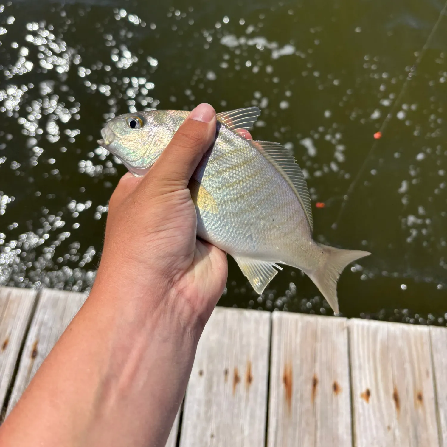 Spot croaker caught on Fishbrain