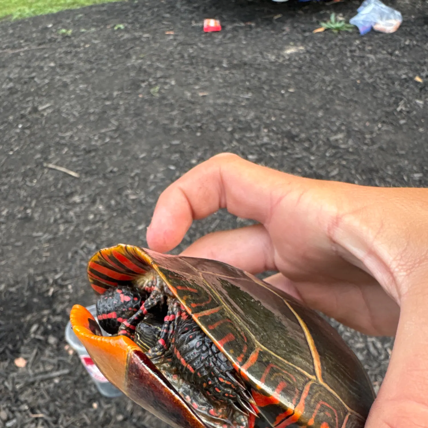 Painted turtle caught on Fishbrain