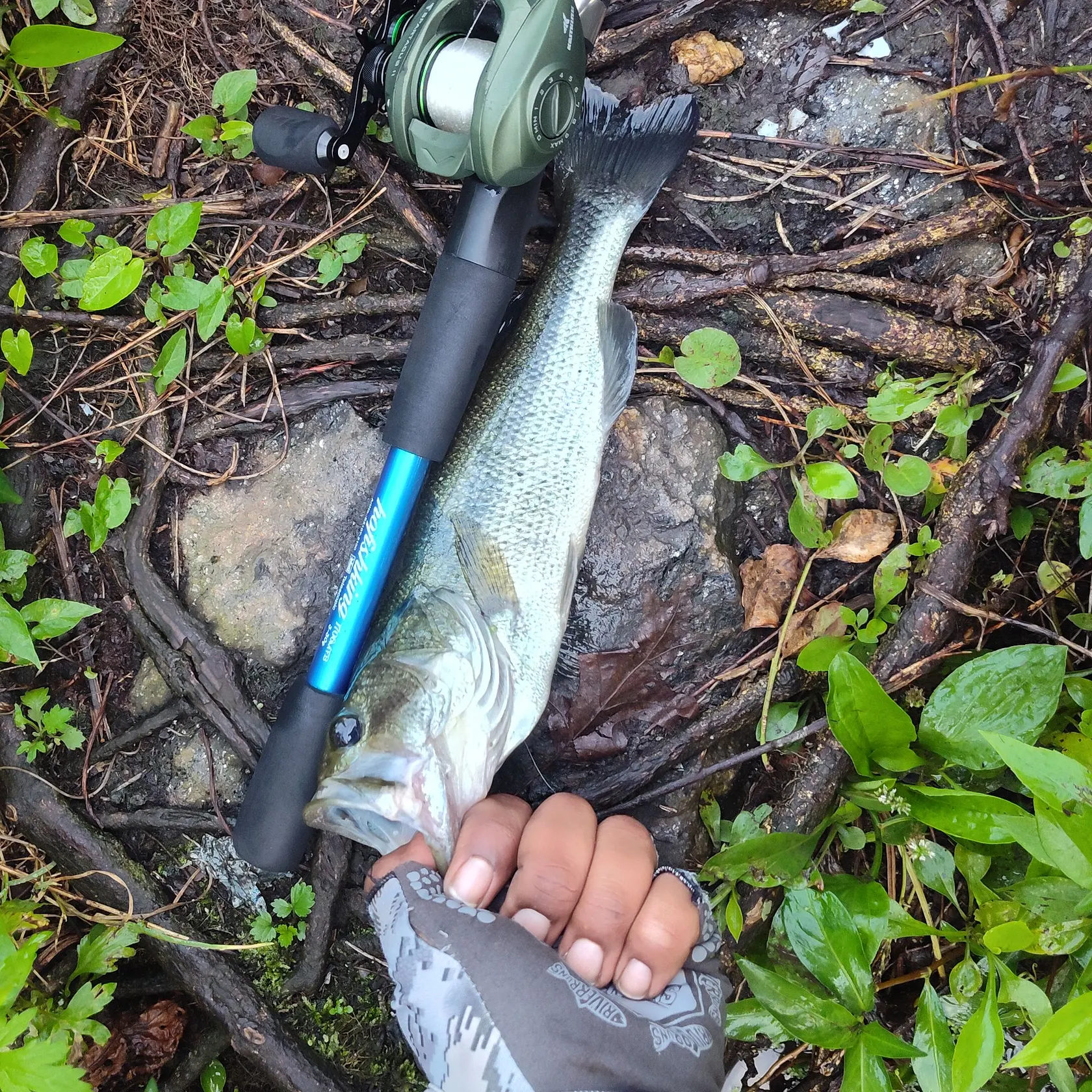 Largemouth bass caught on Fishbrain