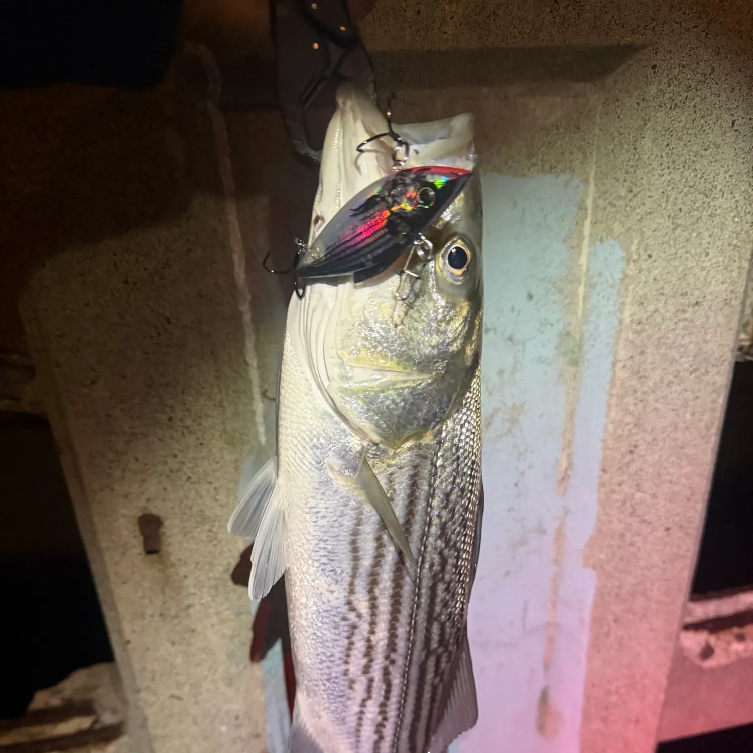 Striped bass caught on Fishbrain