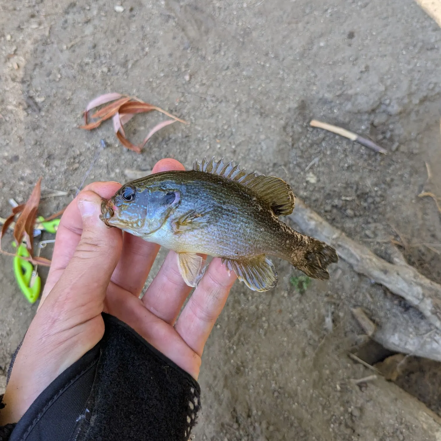 Bluegill caught on Fishbrain