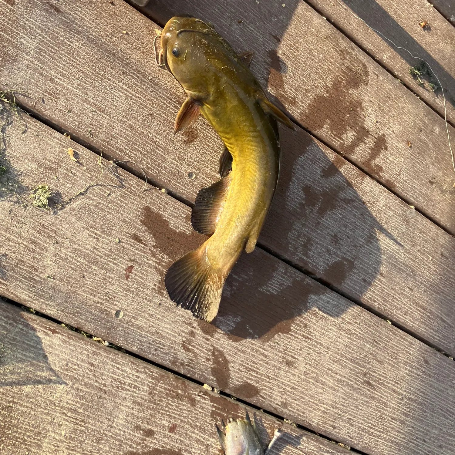 Yellow bullhead caught on Fishbrain