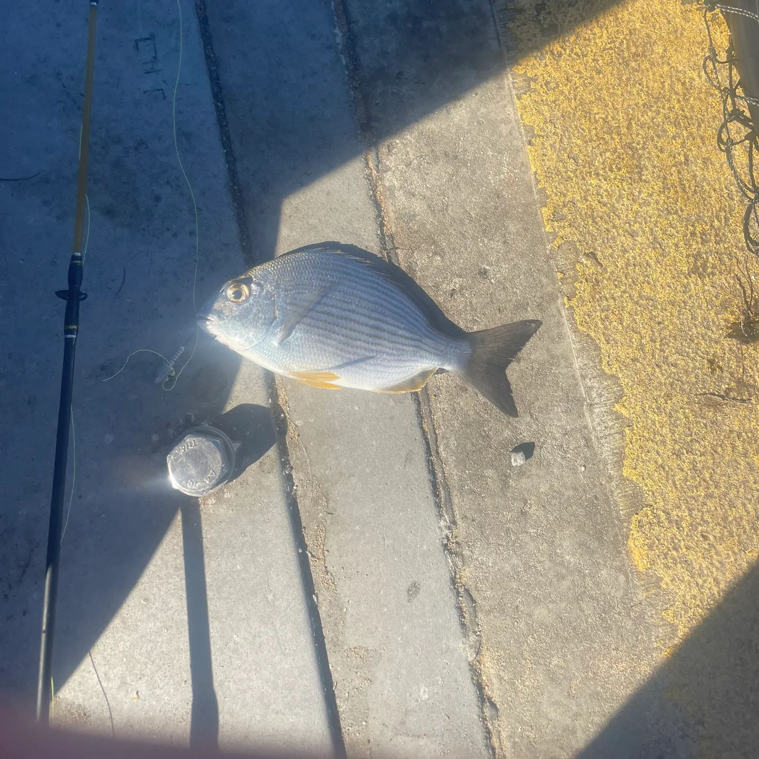 The most recent Goldlined seabream catches on Fishbrain