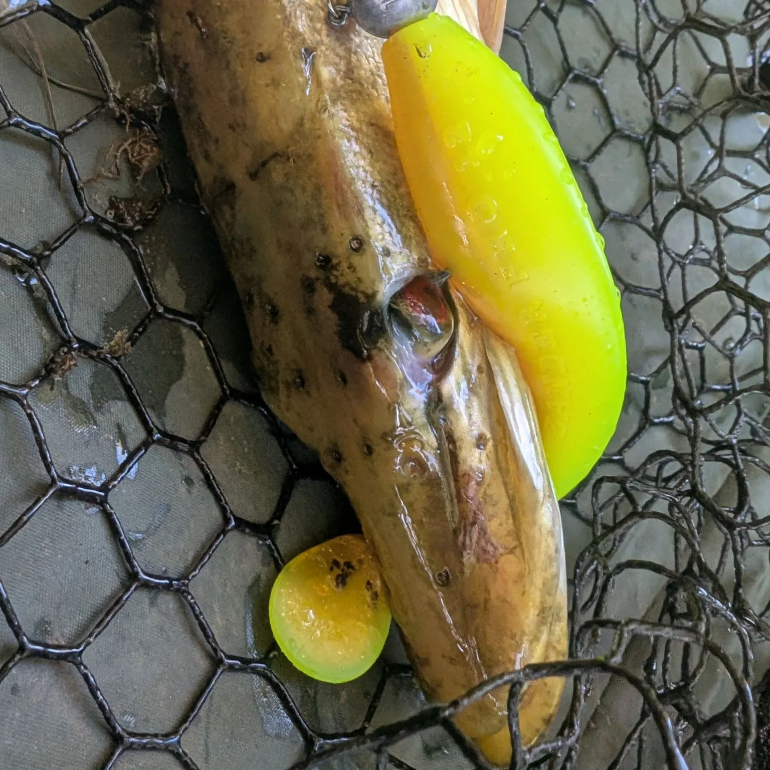 Northern pike caught on Fishbrain