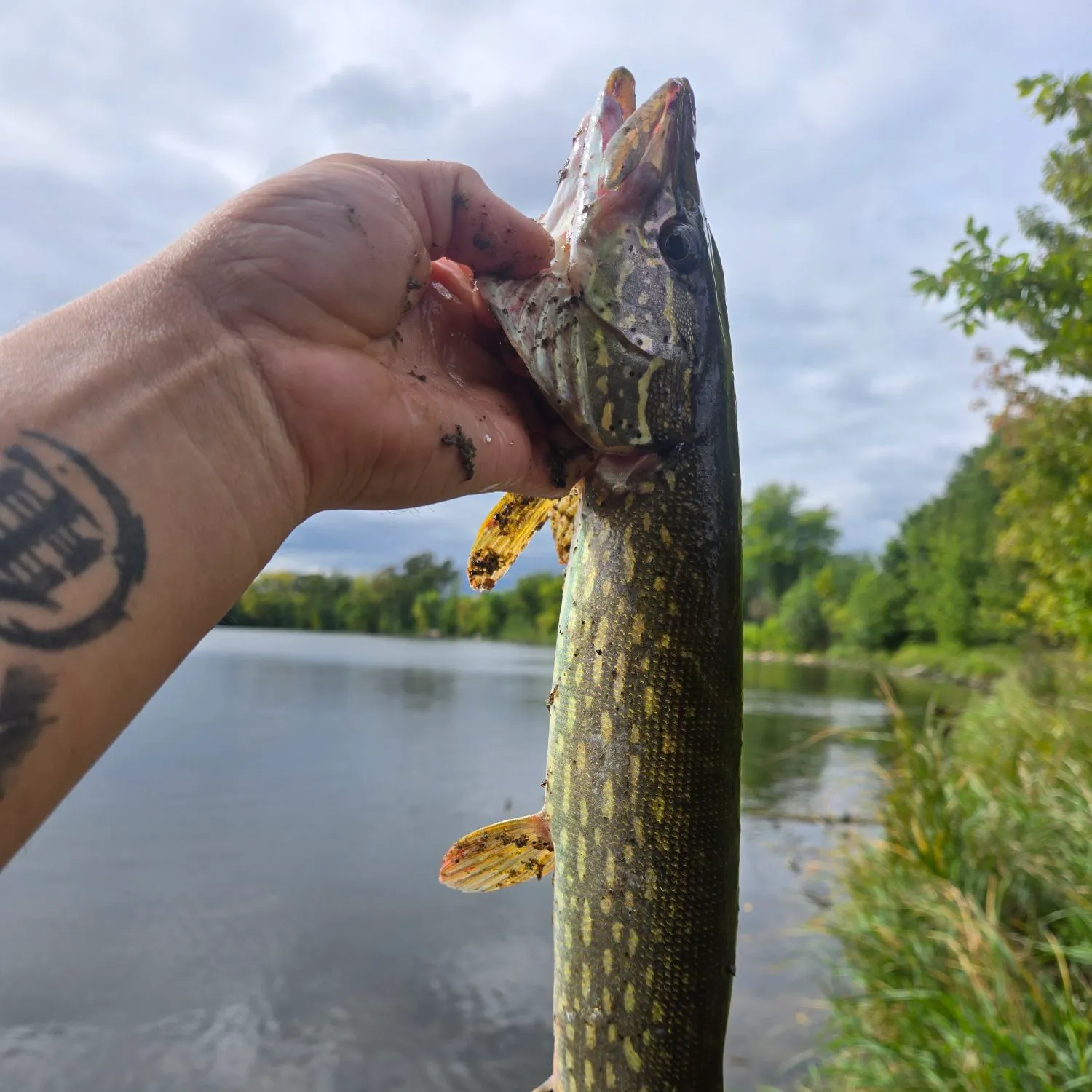 Northern pike caught on Fishbrain
