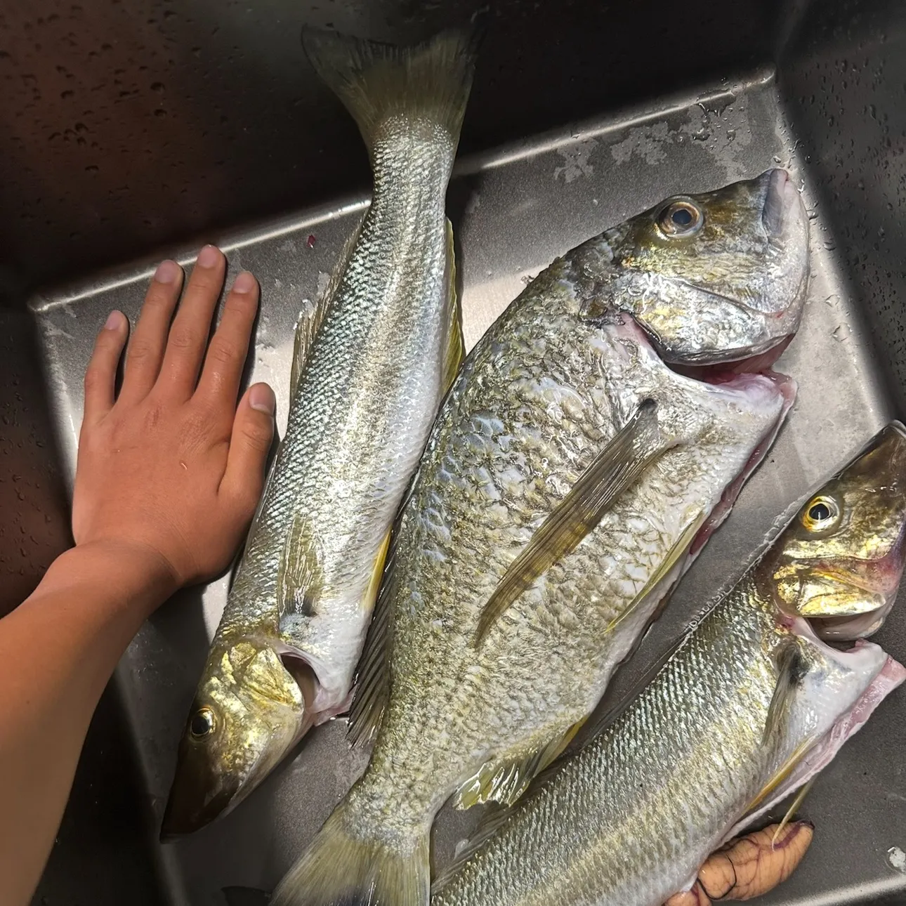 The most recent Surf bream catches on Fishbrain