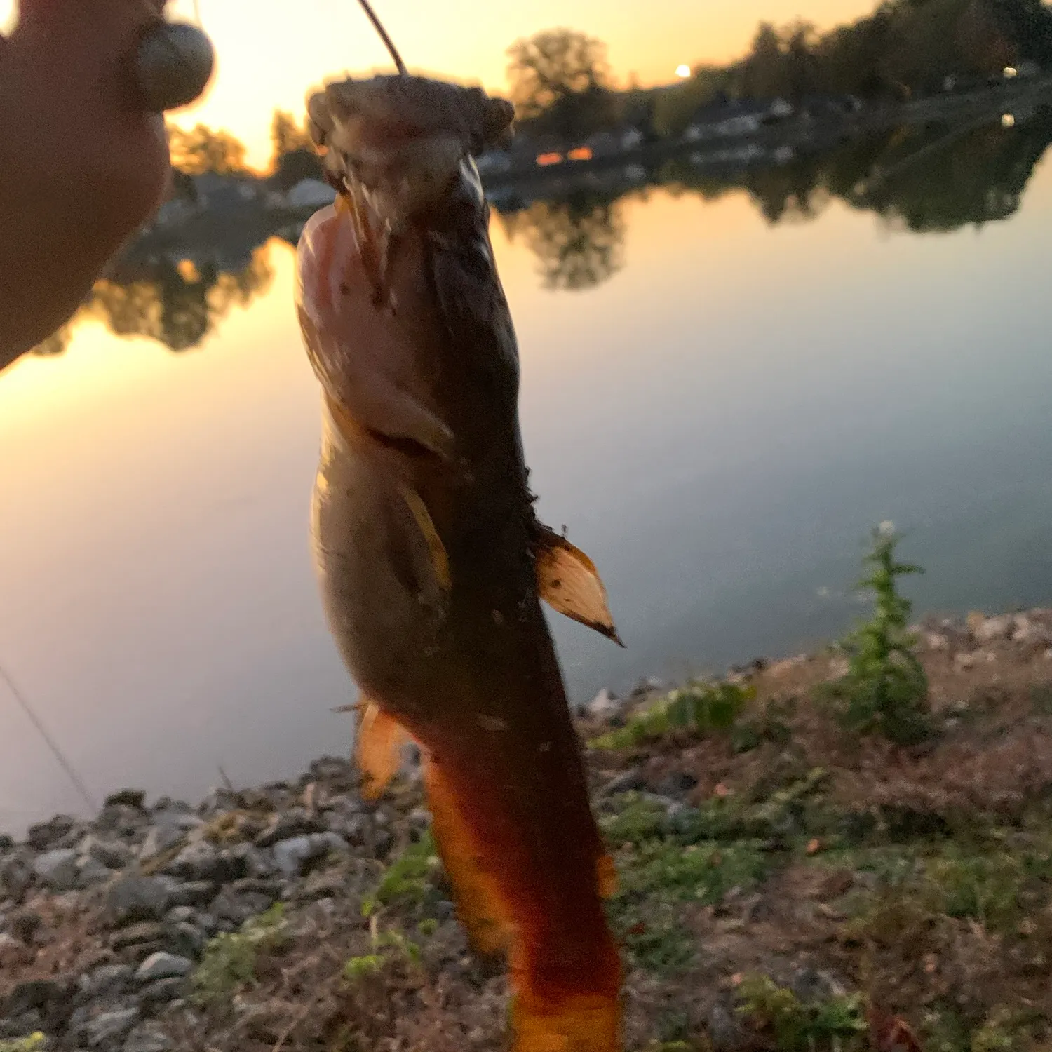 The most recent Black bullhead catches on Fishbrain
