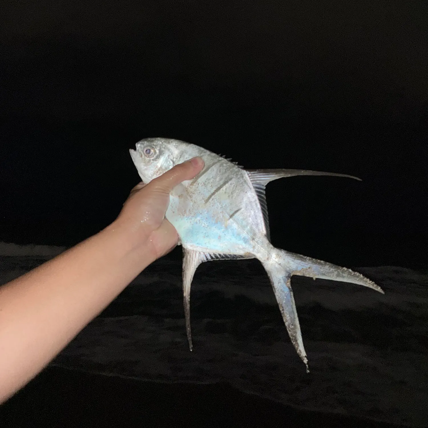The most recent Palometa catches on Fishbrain