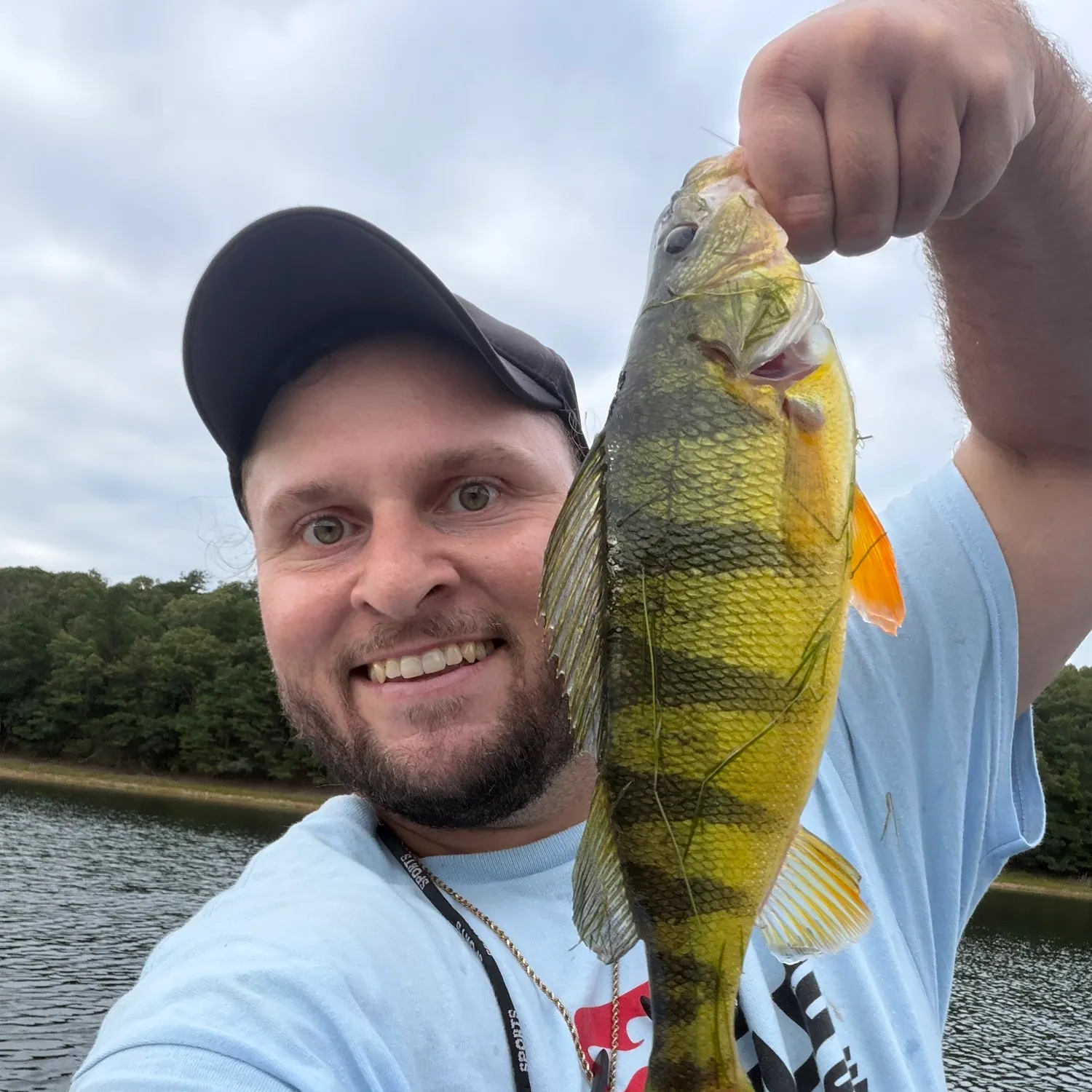 Yellow perch caught on Fishbrain