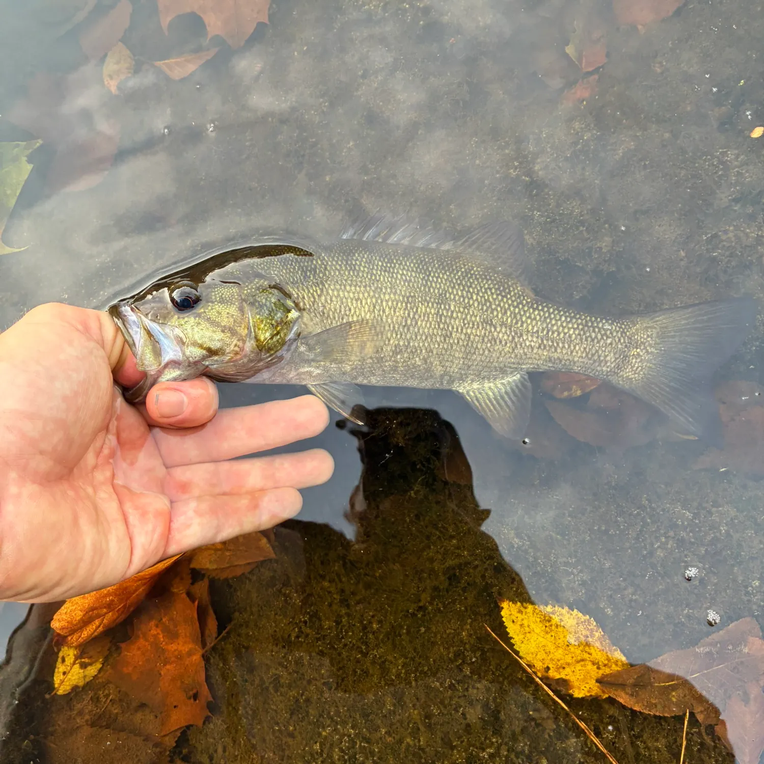 Smallmouth bass caught on Fishbrain