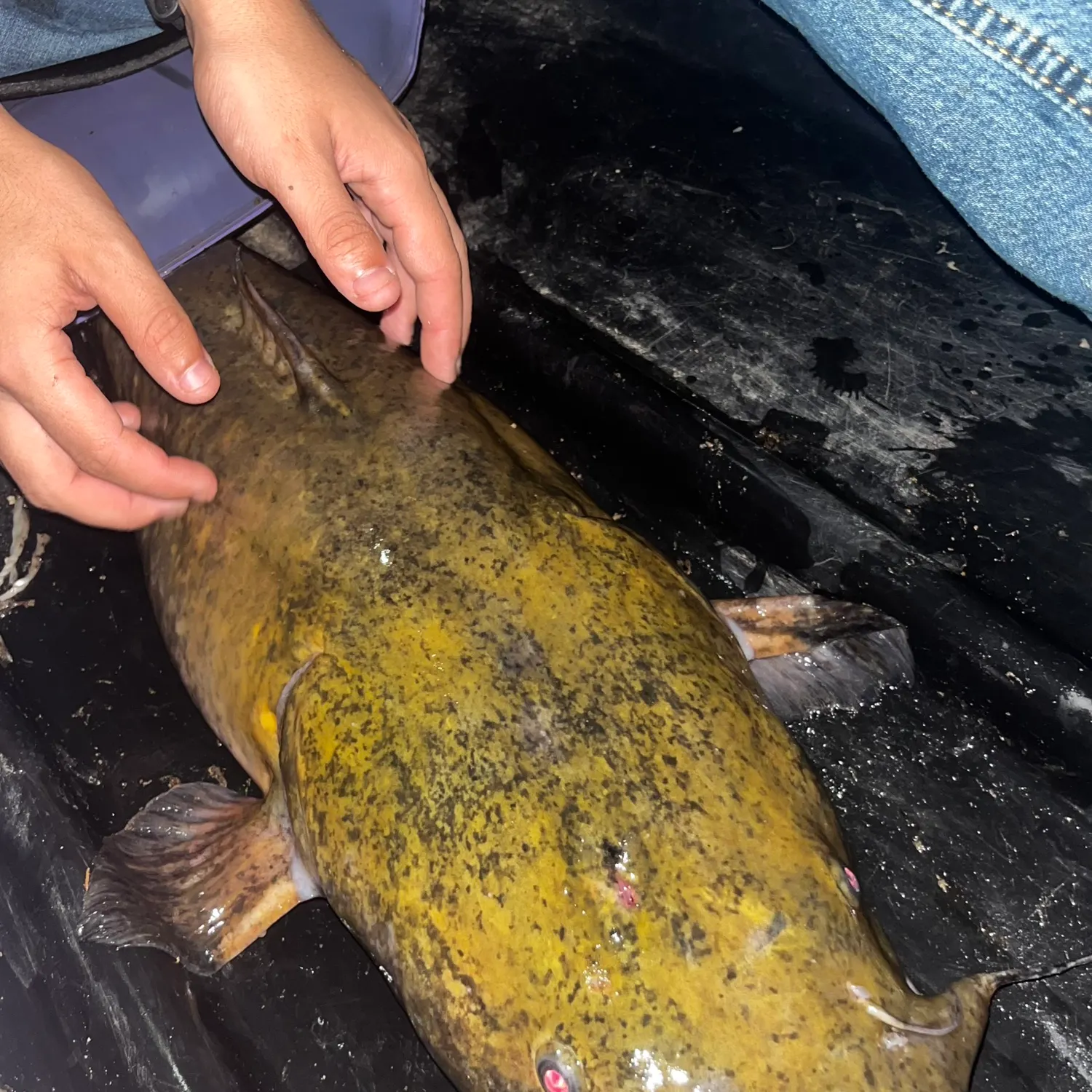 Flathead catfish caught on Fishbrain