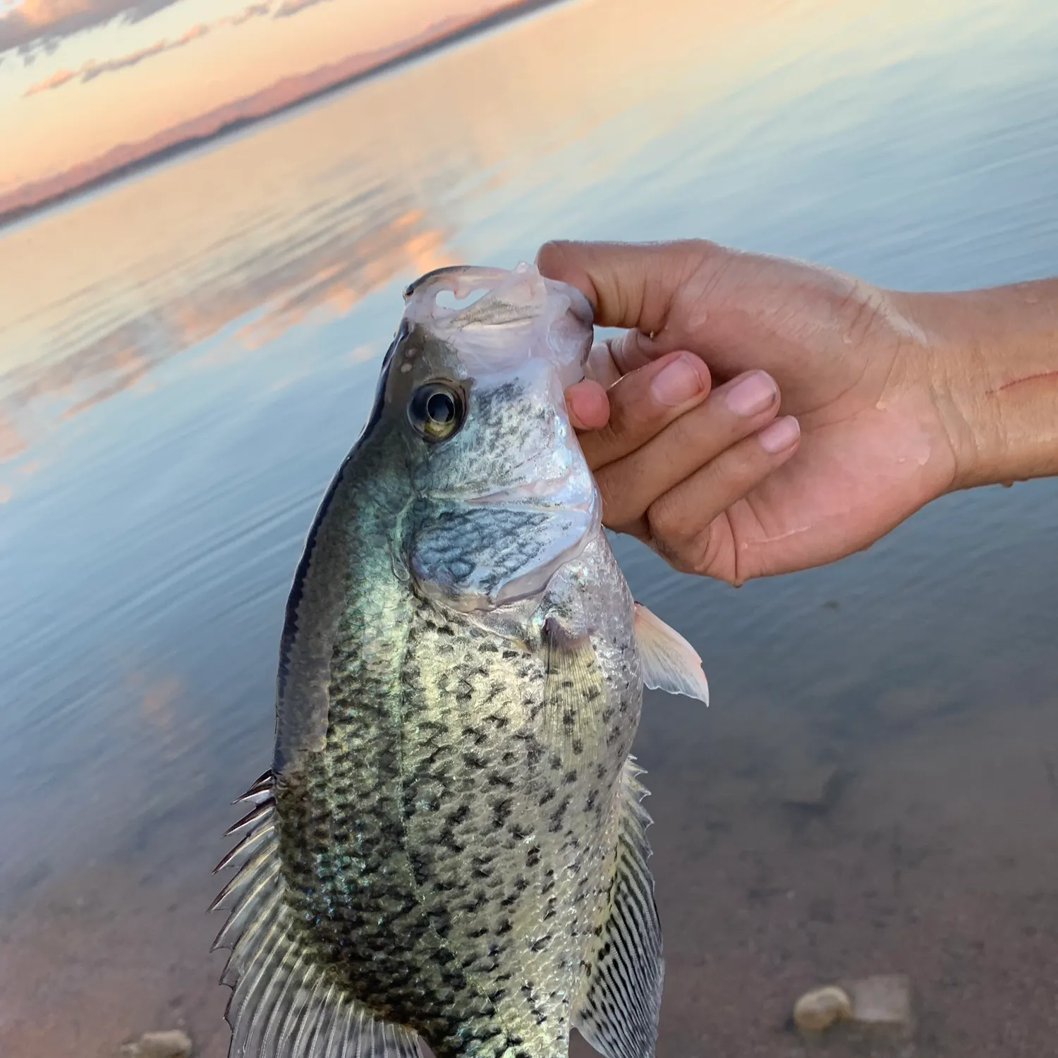 angler catch
