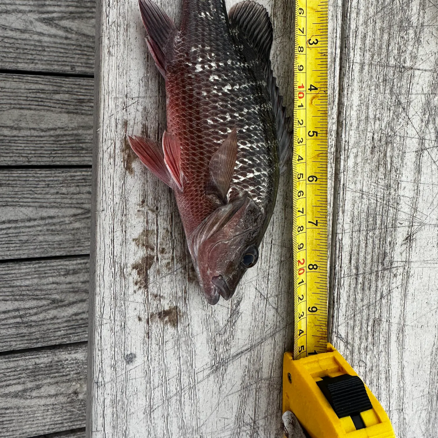 recently logged catches